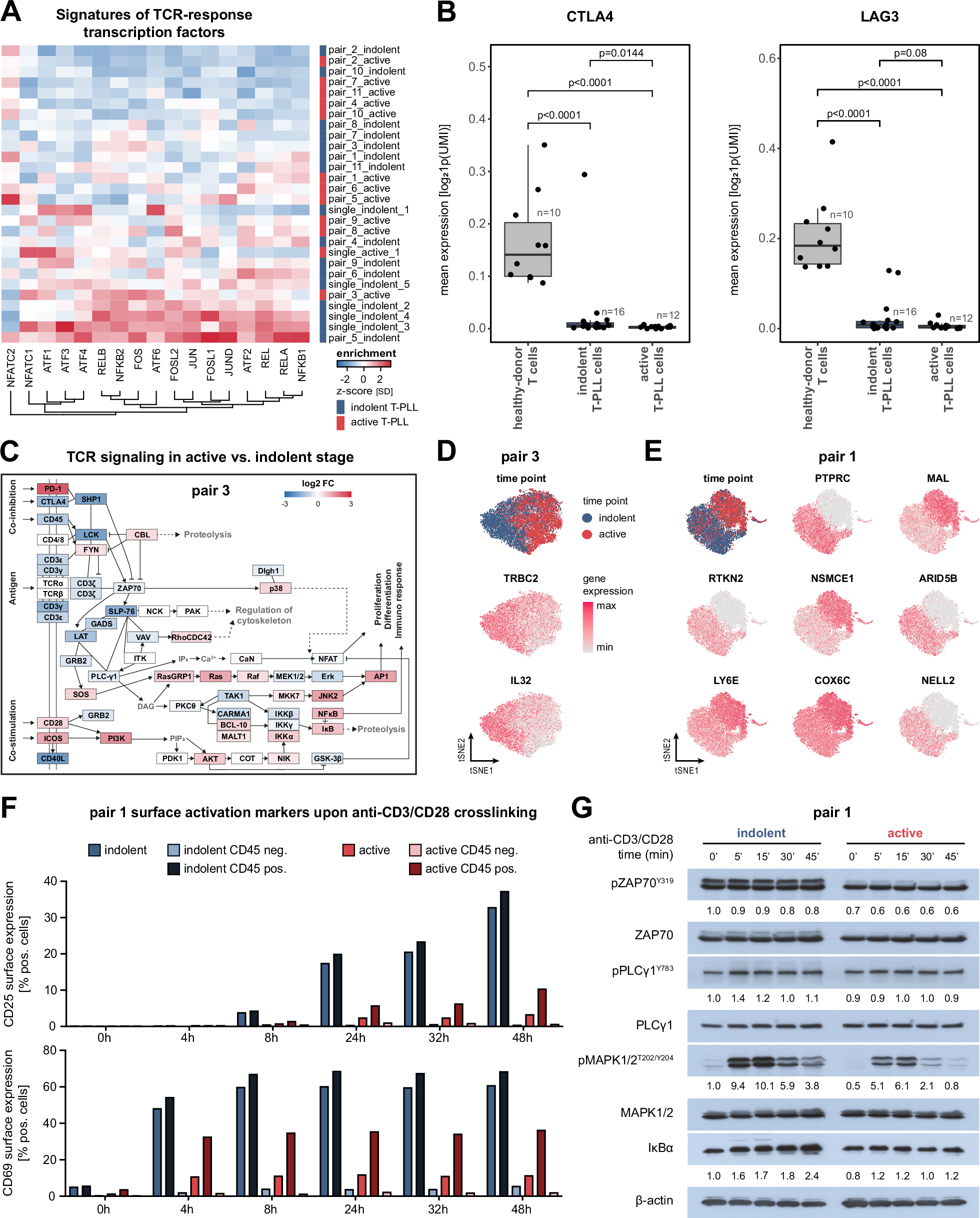 Fig. 5: Declining role of TCR-mediated signaling in active-stage T-PLL cells.