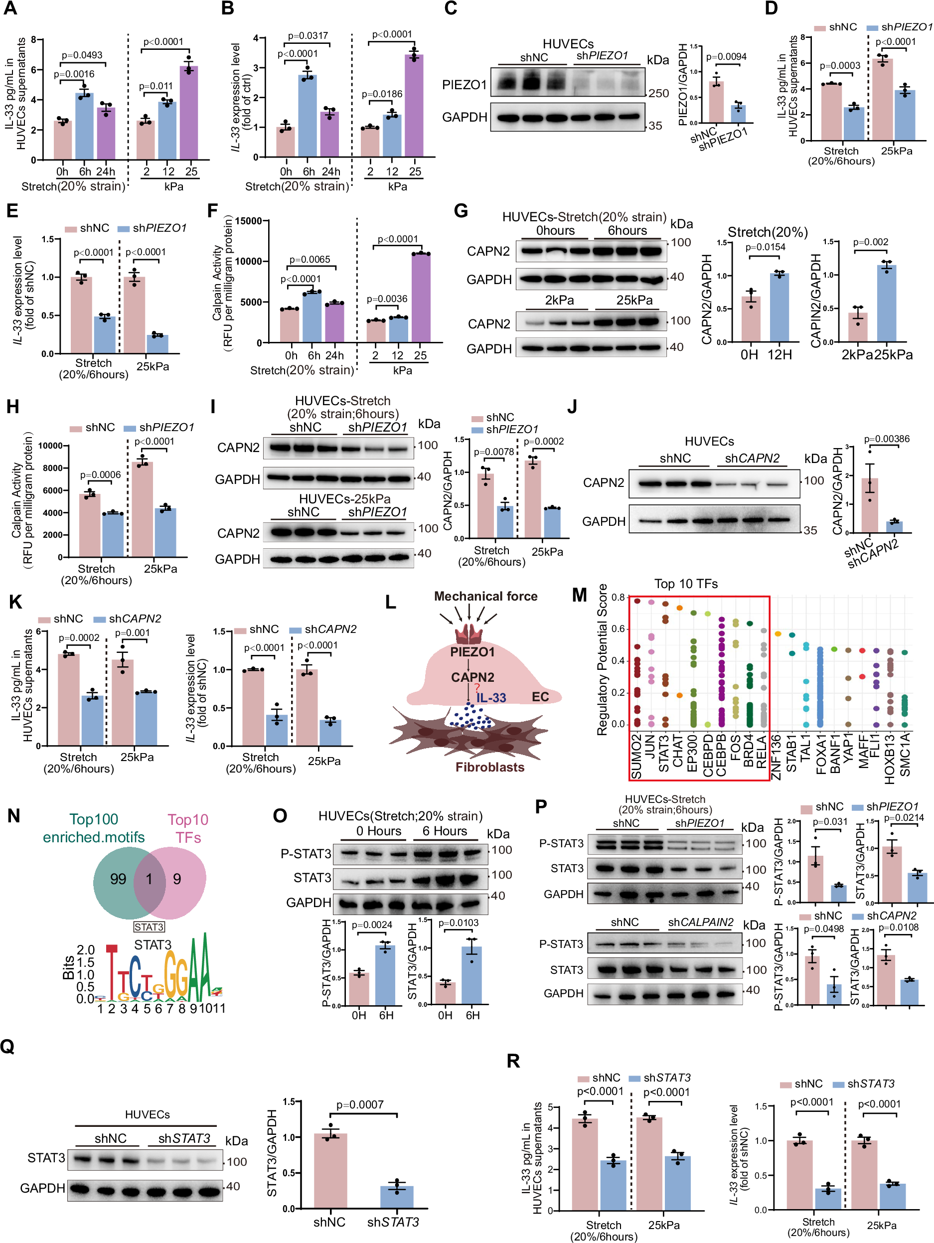 Fig. 7: CAPN2-STAT3 Axis Regulates IL-33 Expression Upon PIEZO1 Activation.