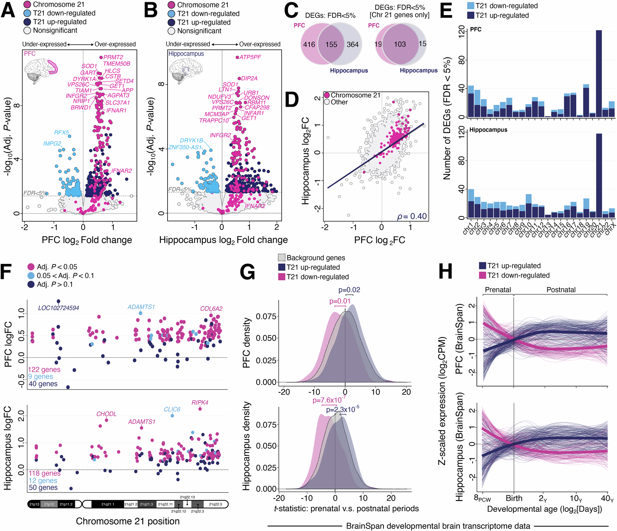 Fig. 2: Transcriptome-wide differential expression and developmental expression bias in T21 fetal brain.