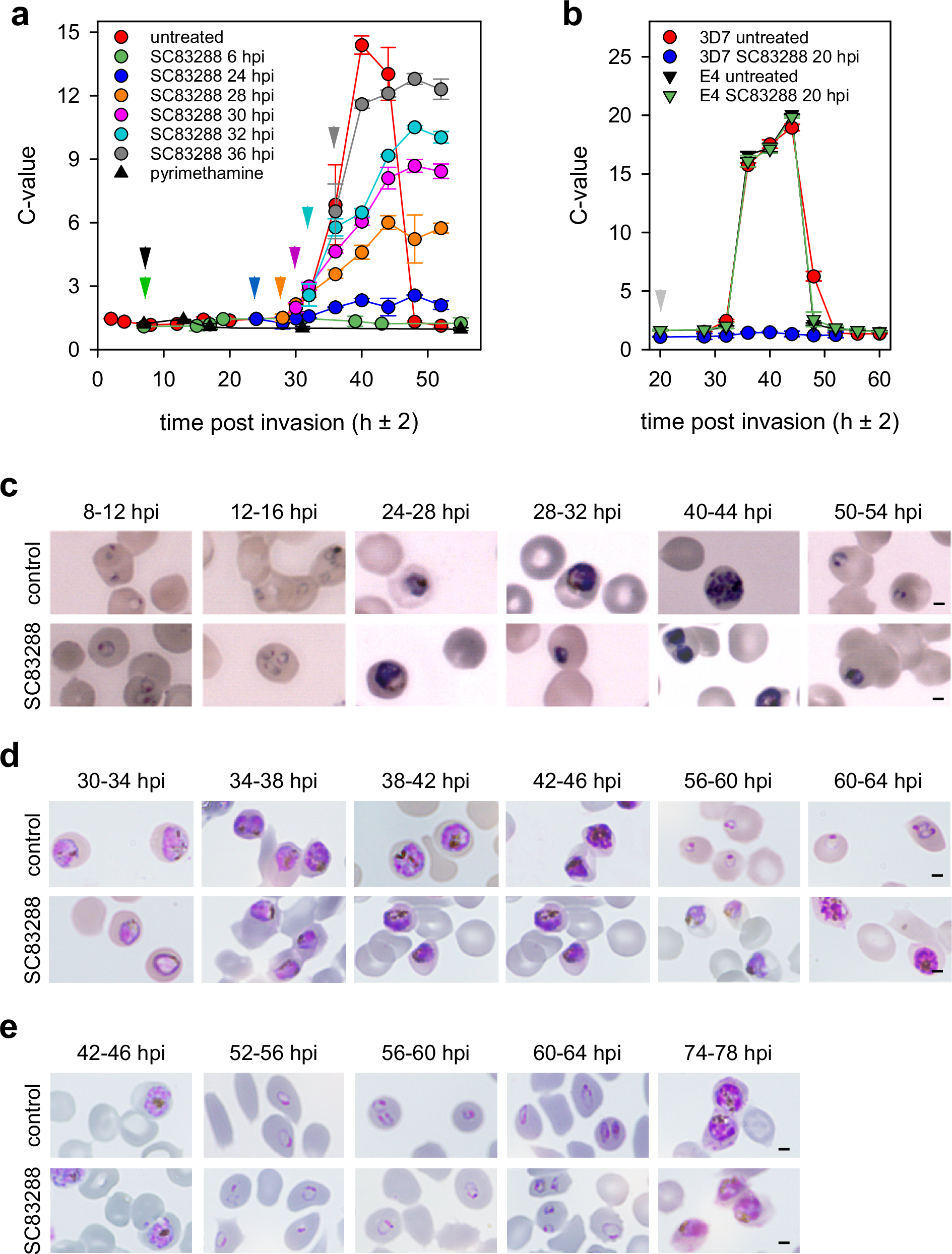 Fig. 5: SC83288 inhibits DNA replication and arrests karyokinesis.