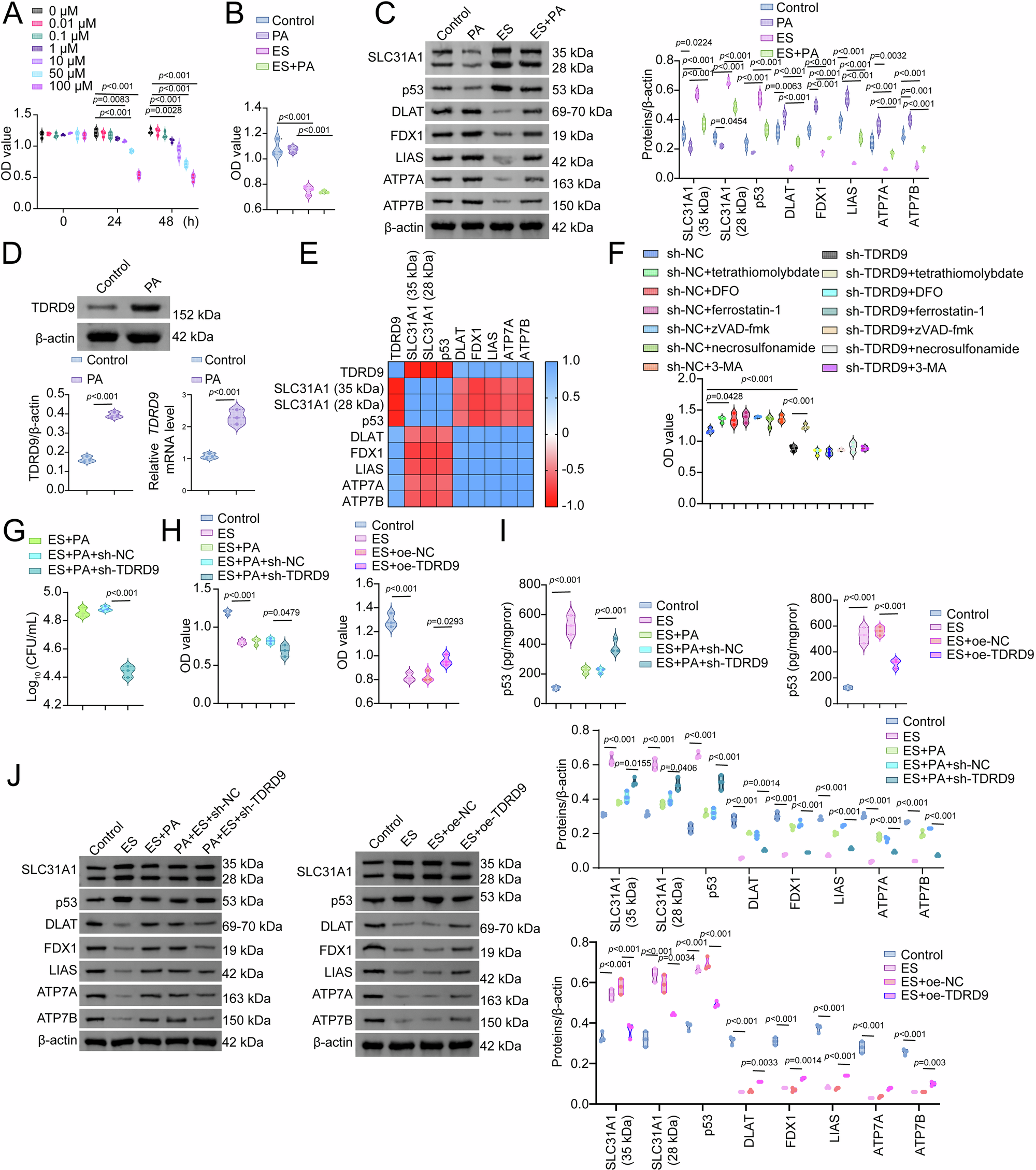 Fig. 5: Tudor domain-containing protein 9 (TDRD9) suppresses neutrophil cuproptosis in vitro.