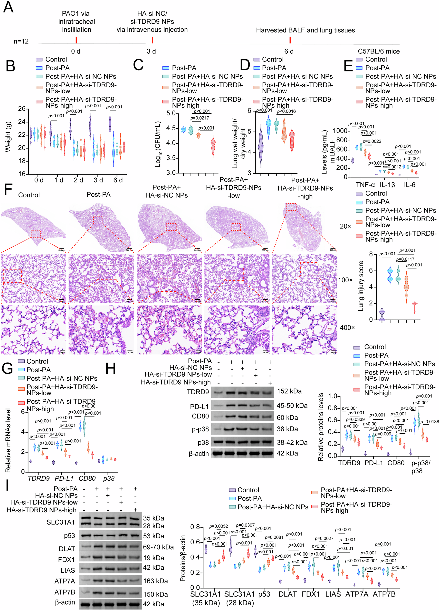 Fig. 8: HA-si-TDRD9 NPs ameliorate Pseudomonas aeruginosa (PA)-induced lung injury and modulate neutrophil cuproptosis.