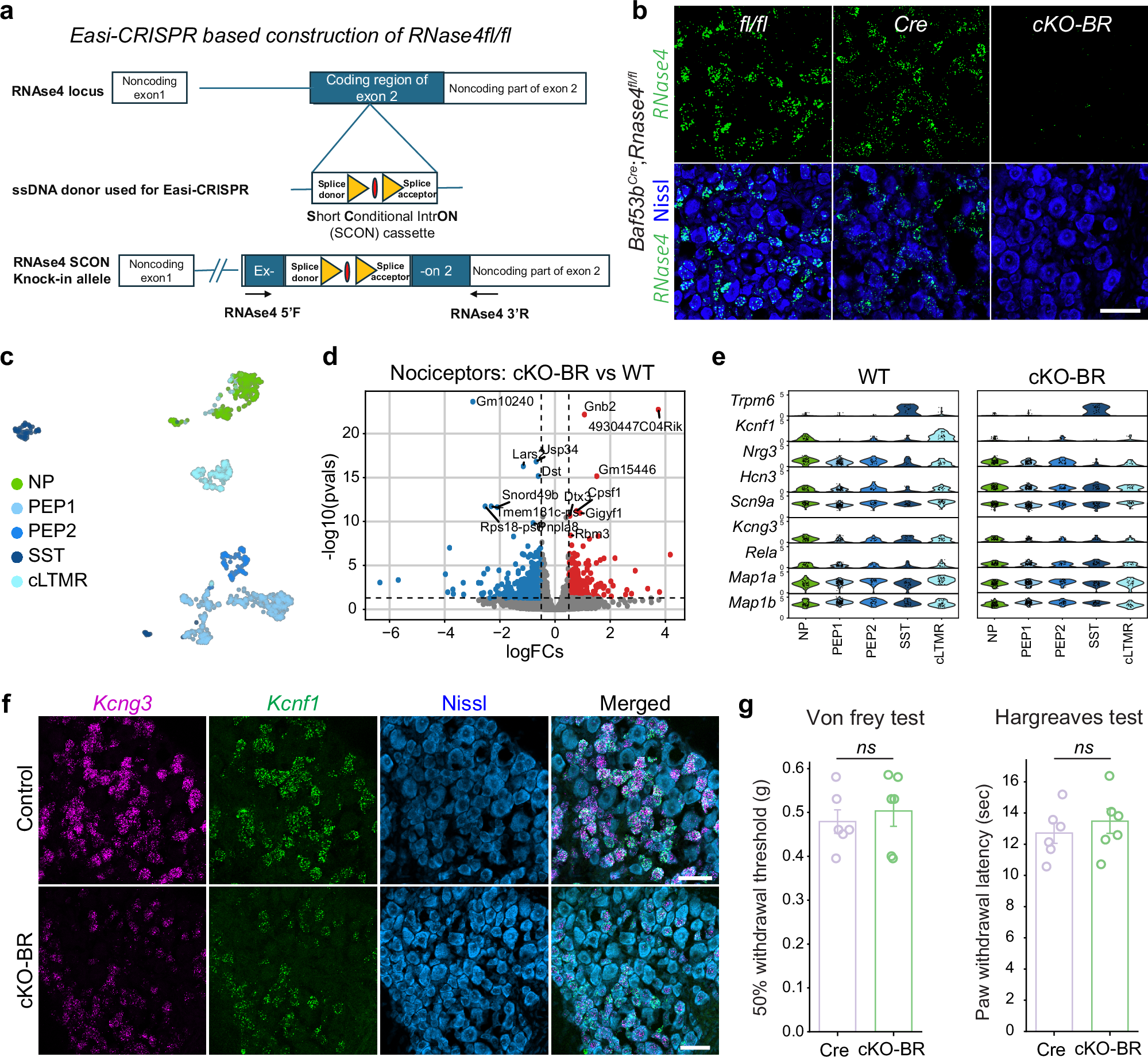 Fig. 2: Impact on neuronal molecular changes and pain behavior in RNAse4 conditional knockout.