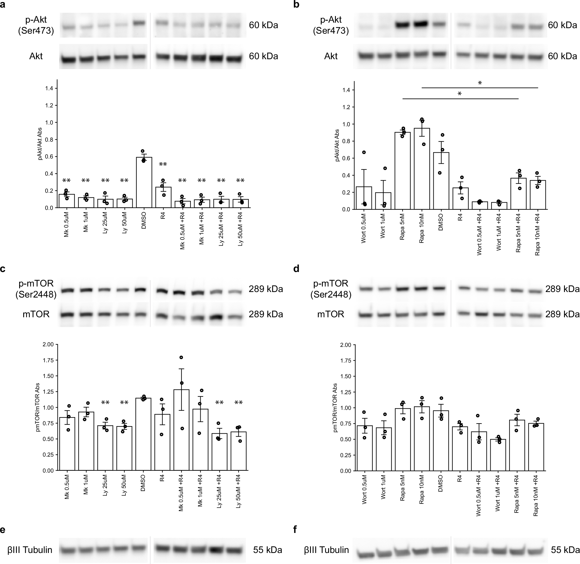 Fig. 5: Effect of exogenous RNase4 on the Akt-mTOR pathway in ND7/23 cells.