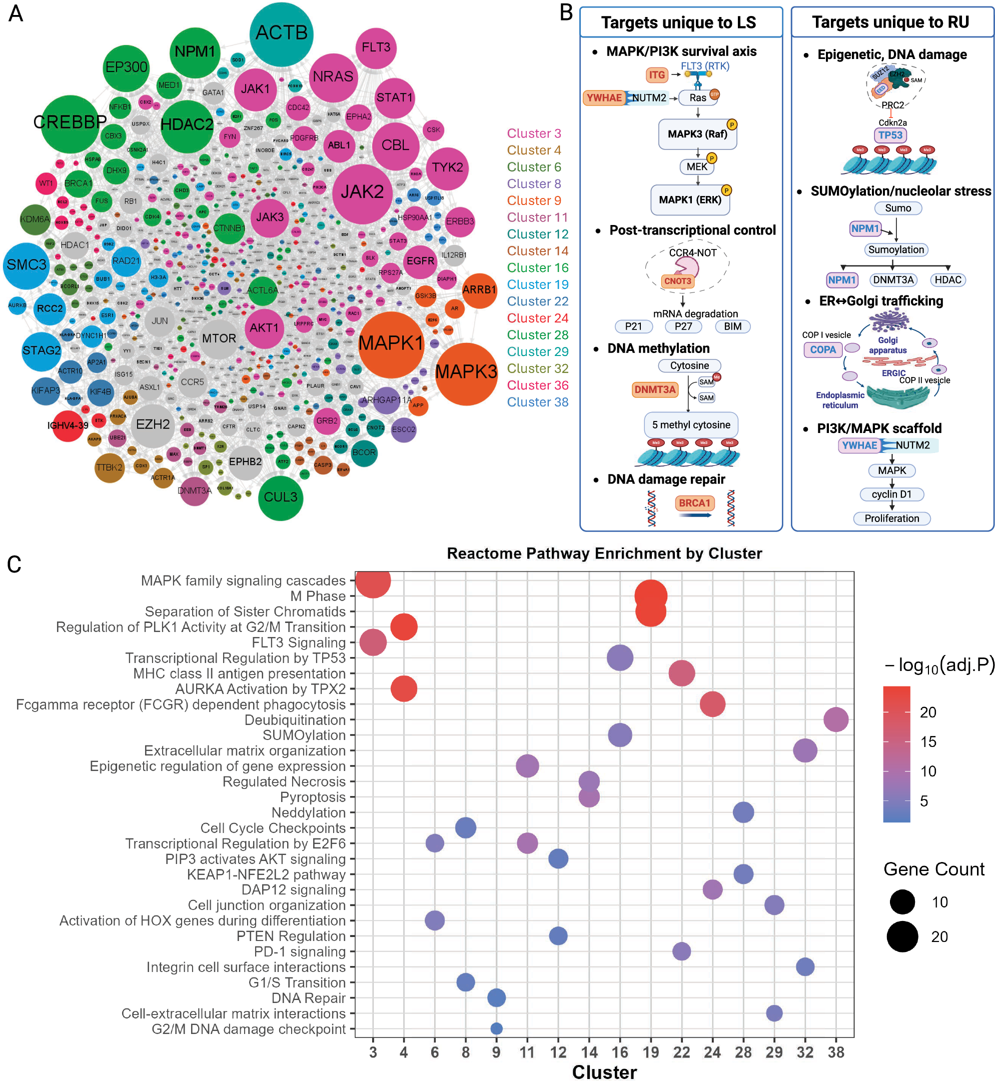 Fig. 8: Functional interaction network of AML-associated genes revealing key proteins and pathways targeted by LS and RU combinatorial therapies.