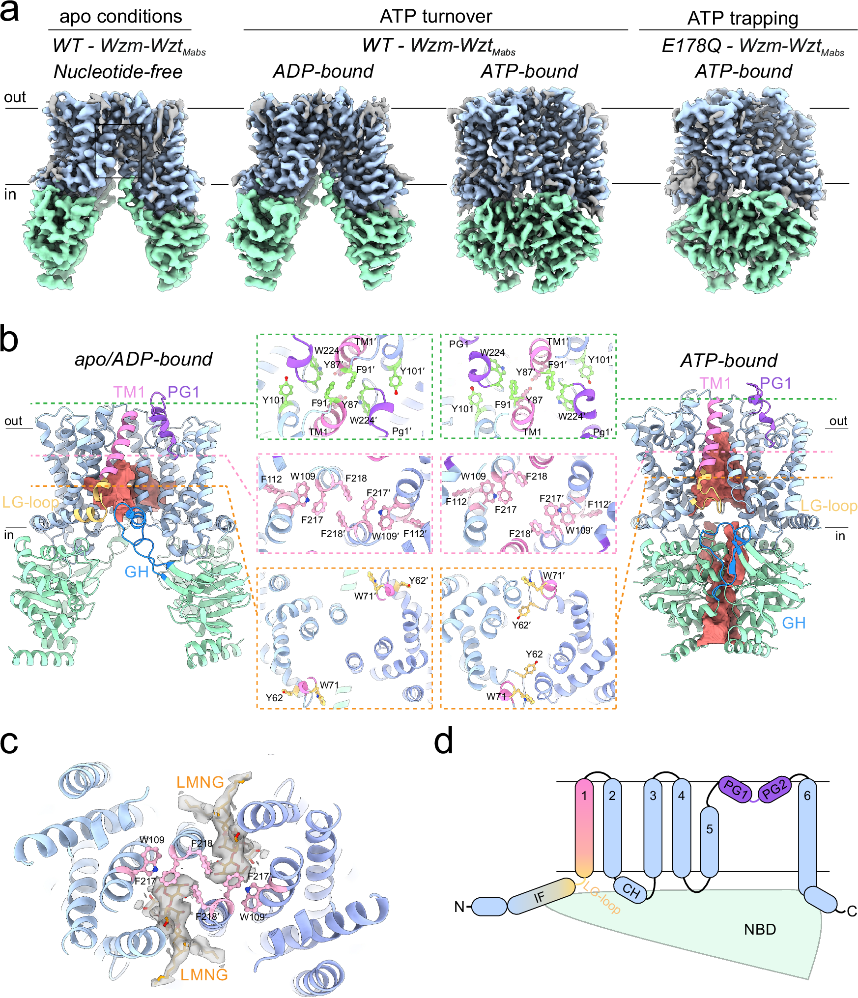 Fig. 1: Wzm-WztMabs structures in LMNG.