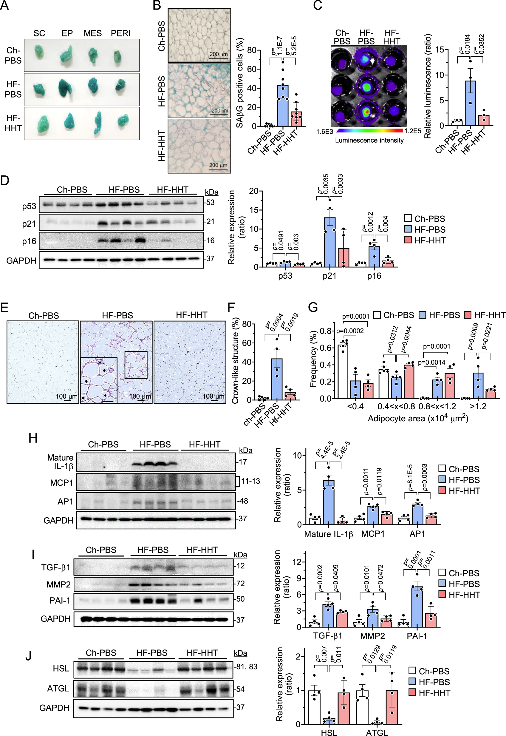 Fig. 3: HHT attenuates adipose tissue senescence in HF-fed obese mice.