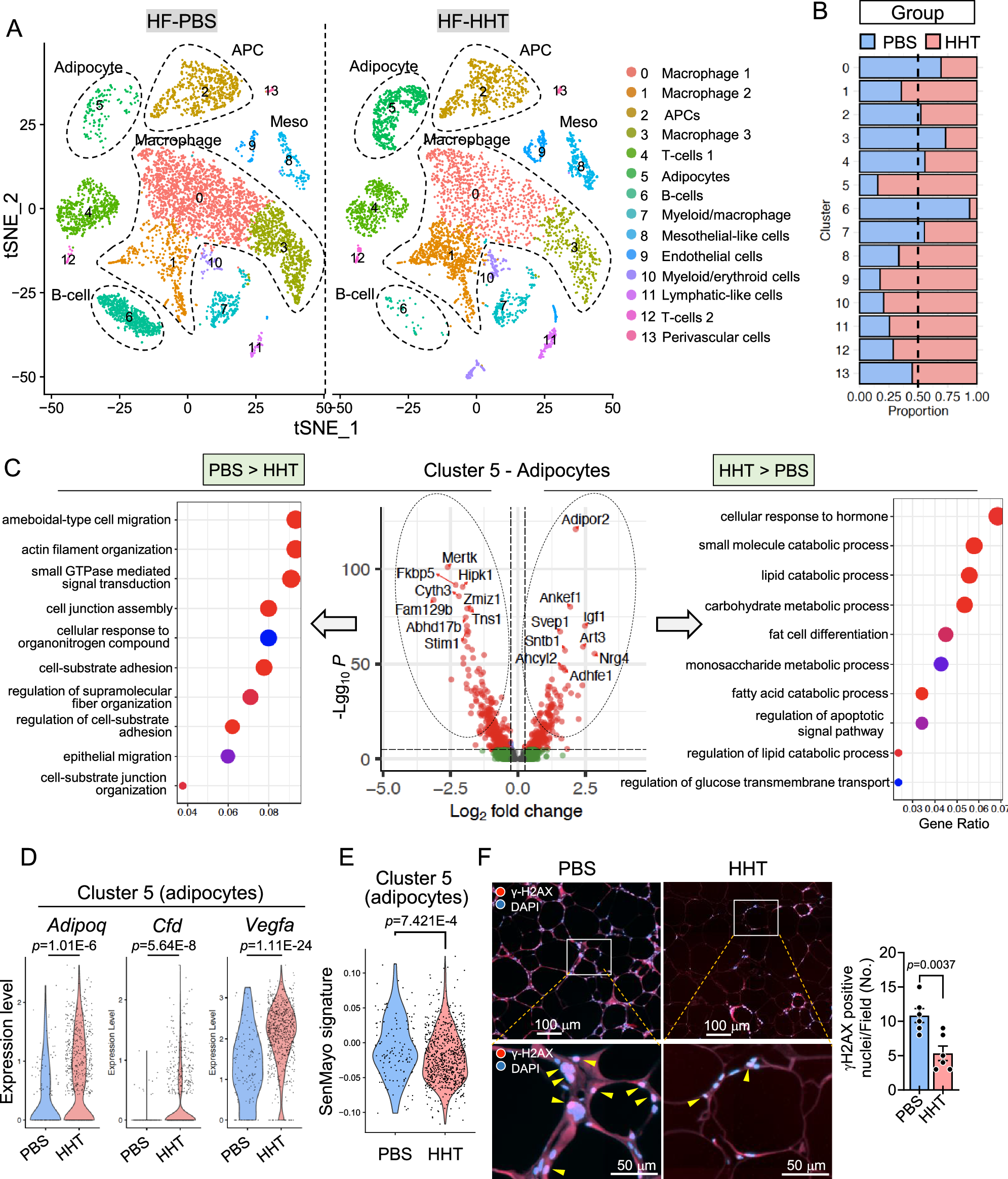 Fig. 4: HHT treatment induces global alterations in adipose tissue cell populations and reduces the senescence of adipocytes.