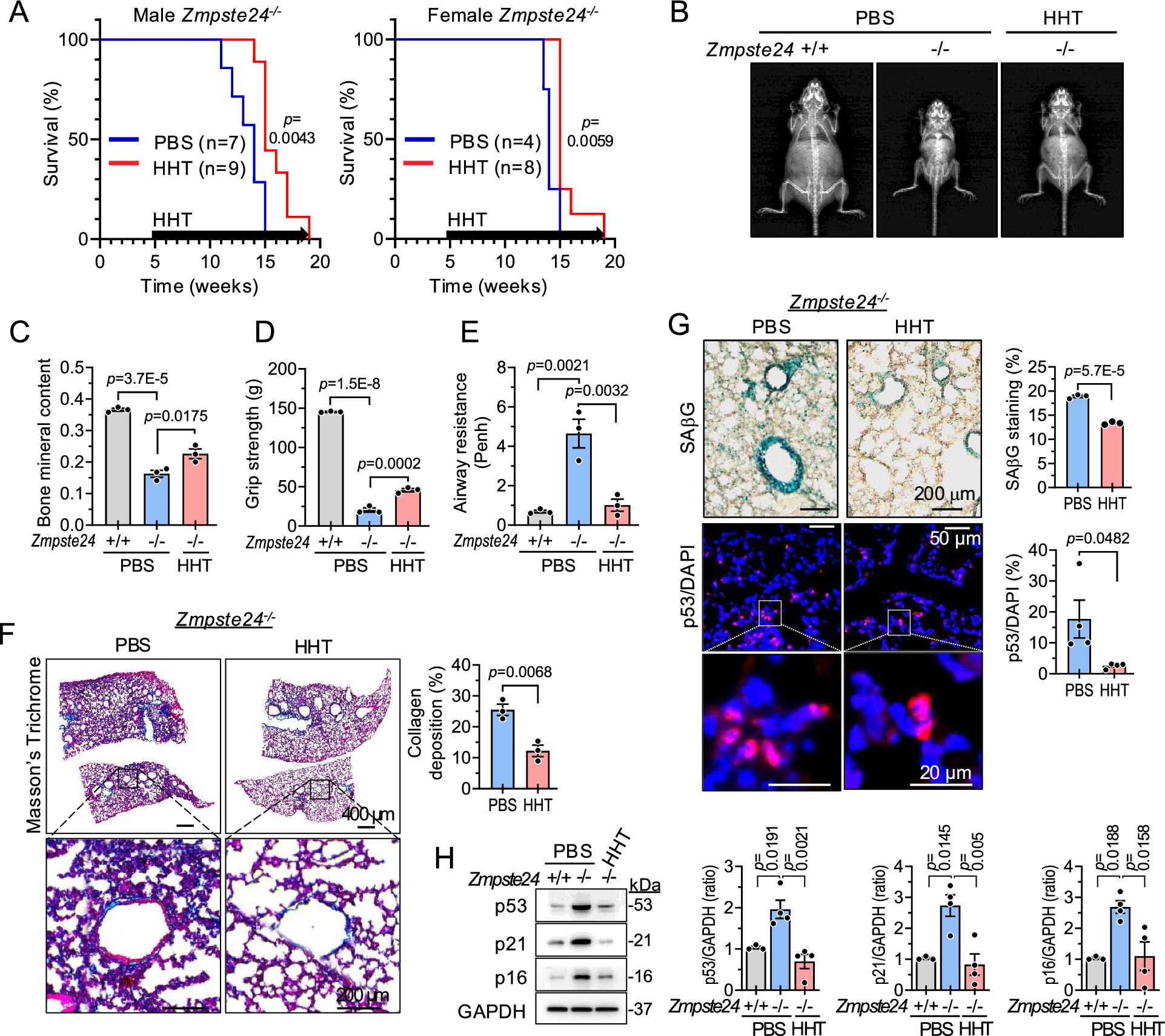 Fig. 8: HHT improves aging phenotypes in Zmpste24-/- progeroid mice.