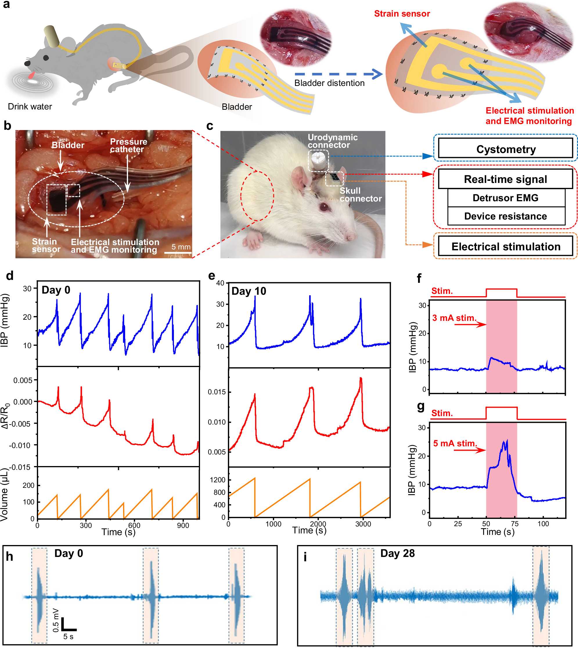 Fig. 4: Long-term performance of BdMI implantation in the rat urinary system for real-time monitoring and intervention.