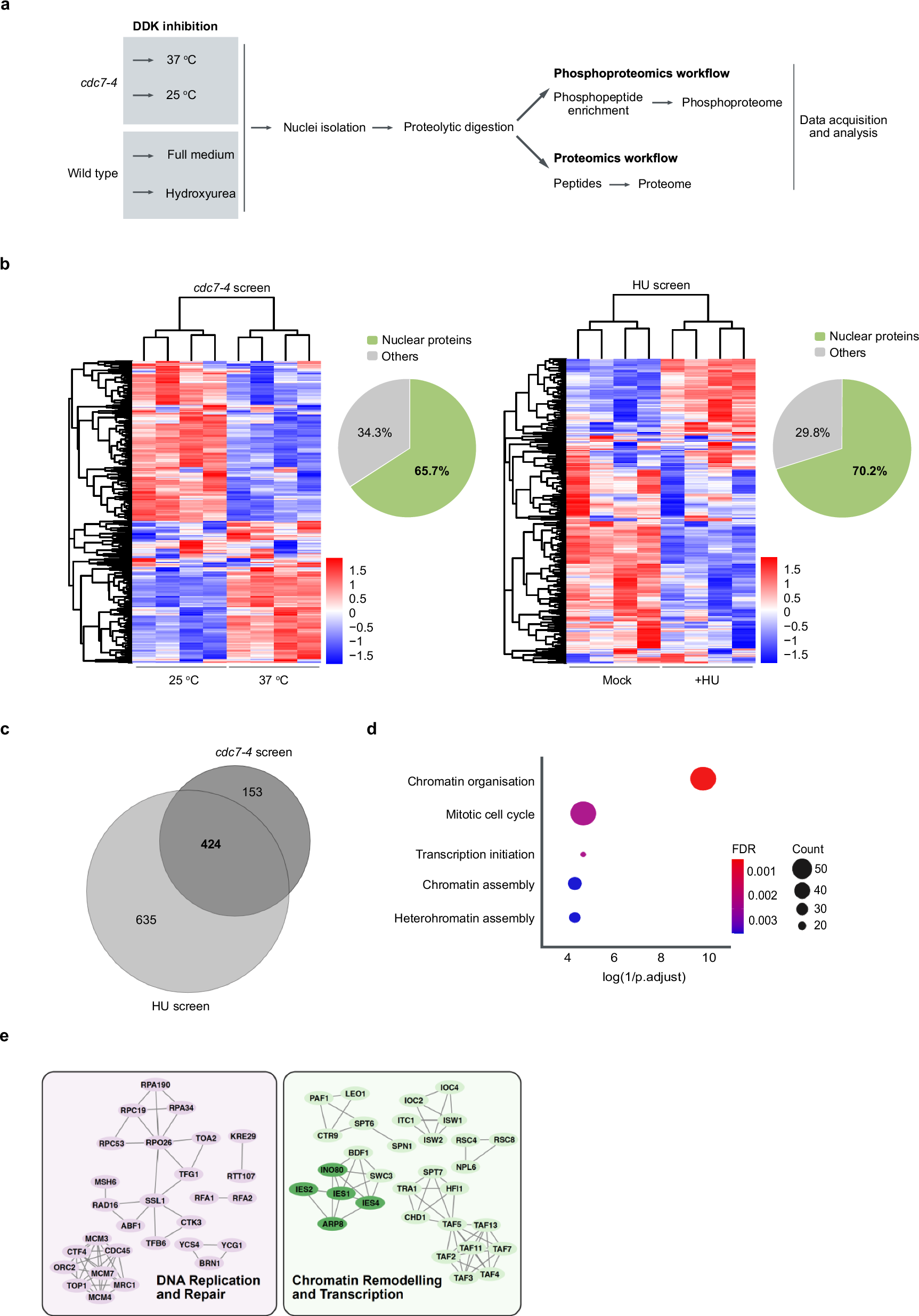 細胞分裂前に酵素がDNA構造を最適化する仕組みを解明（Precision work prior to cell division: how enzymes optimize DNA structure）