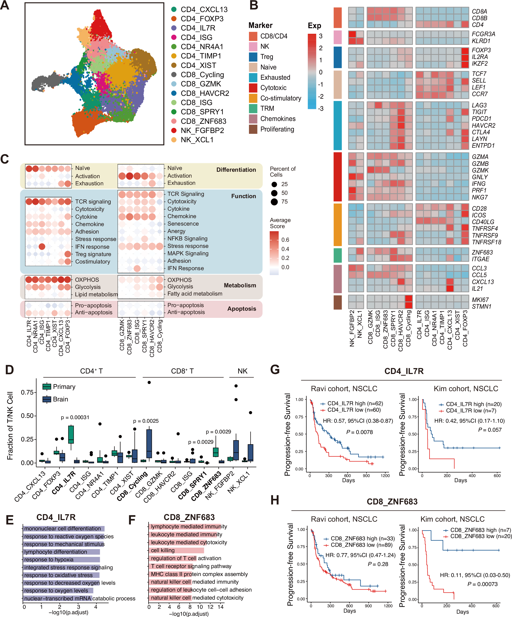 Fig. 3: Characterization of T/NK cells in PT and BM samples reveal enrichment of immune-suppressive Cycling T cells in BMs.