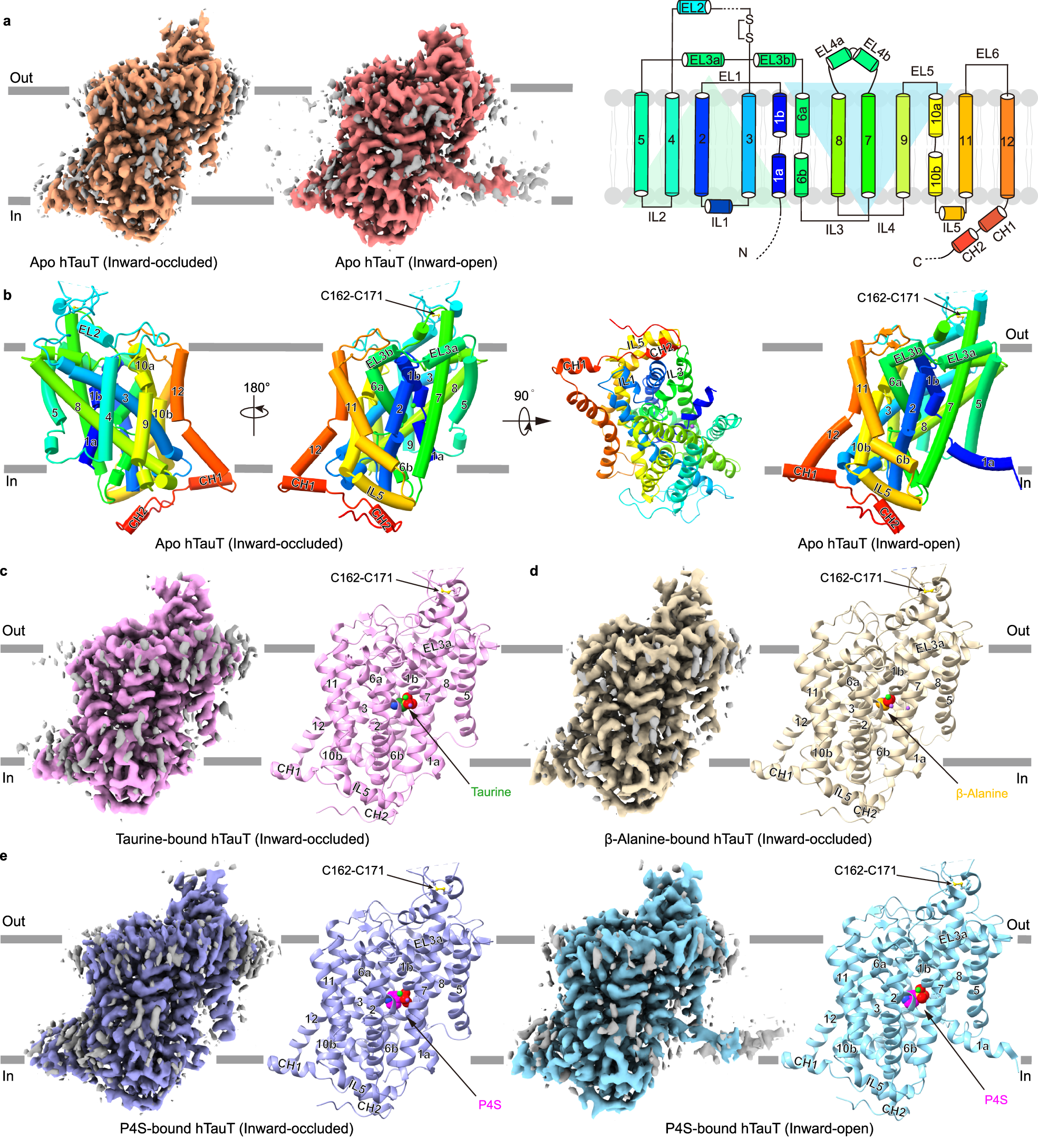 taurine bac water Structural mechanism of substrate binding and inhibition of human transporter collection_Small Animal Supplies Best B12 Injection (Health Bottle Size:5mL