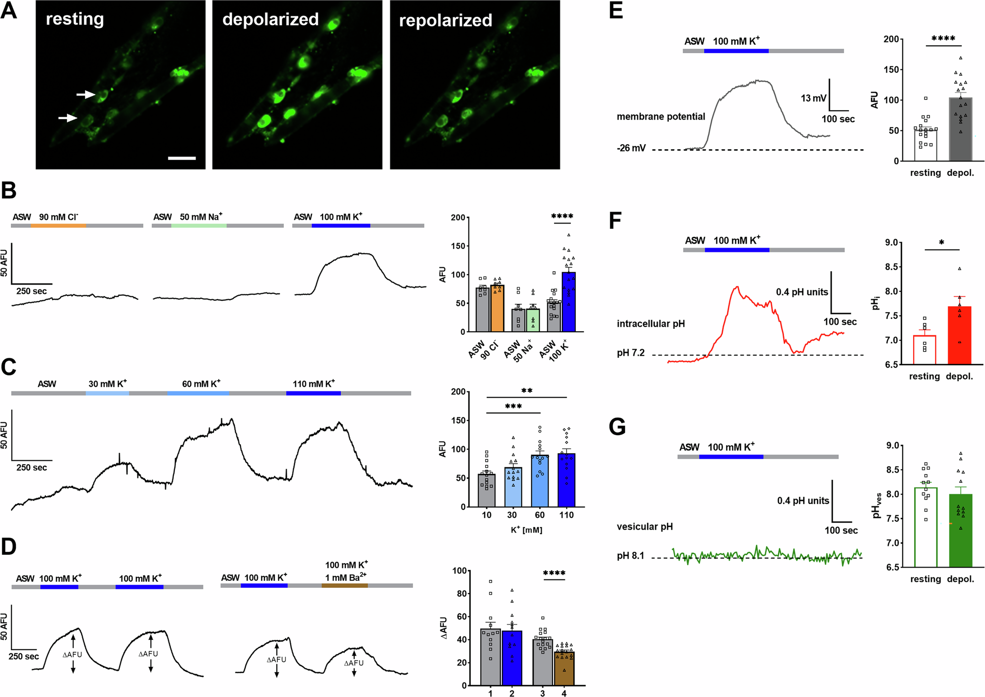Fig. 2: Regulation of cellular pH by VM in the calcifying primary mesenchyme cells (PMCs) of the sea urchin larva.