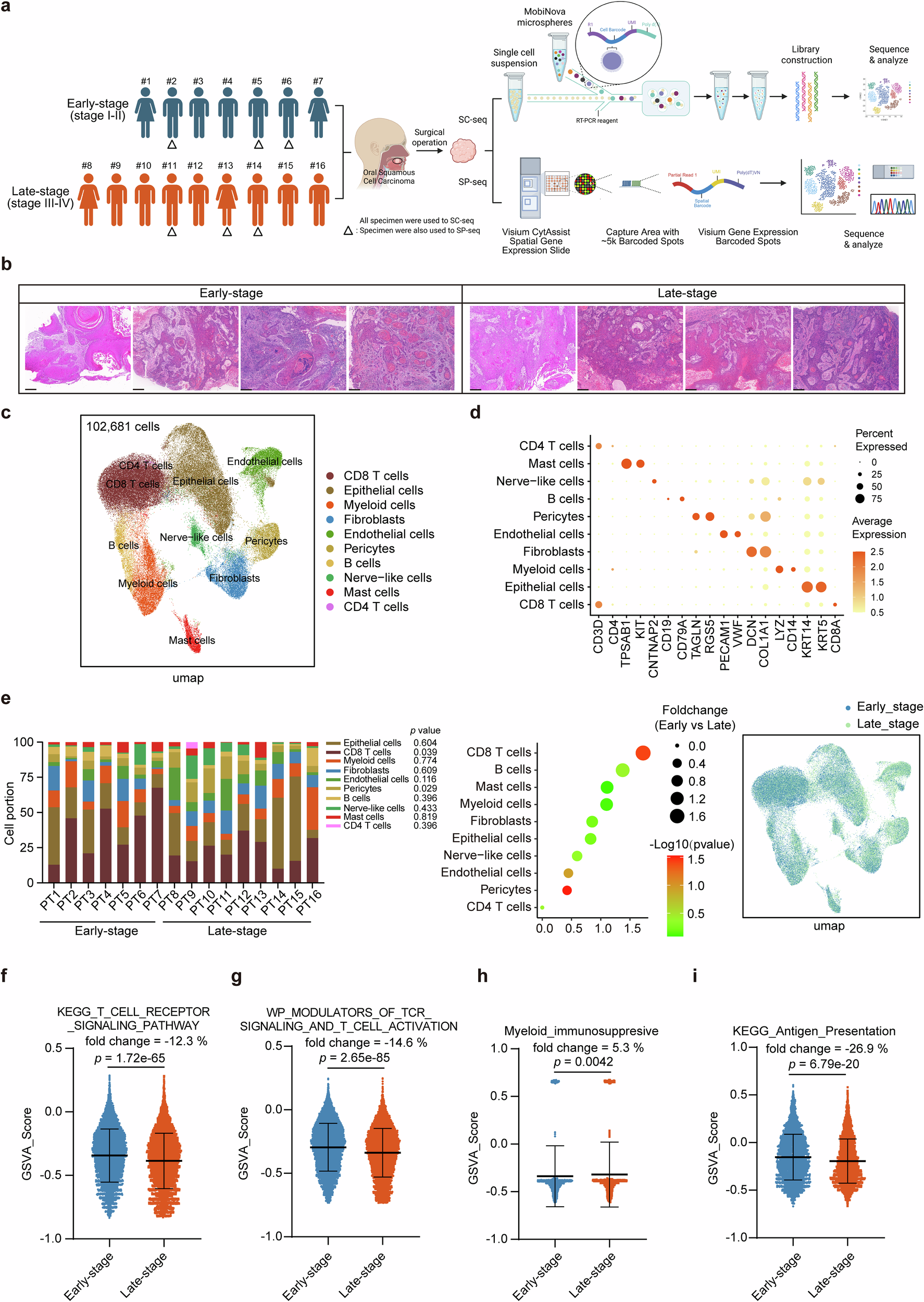 Fig. 1: Single-cell RNA sequencing reveals the tumor microenvironment of early-stage and late-stage OSCC.
