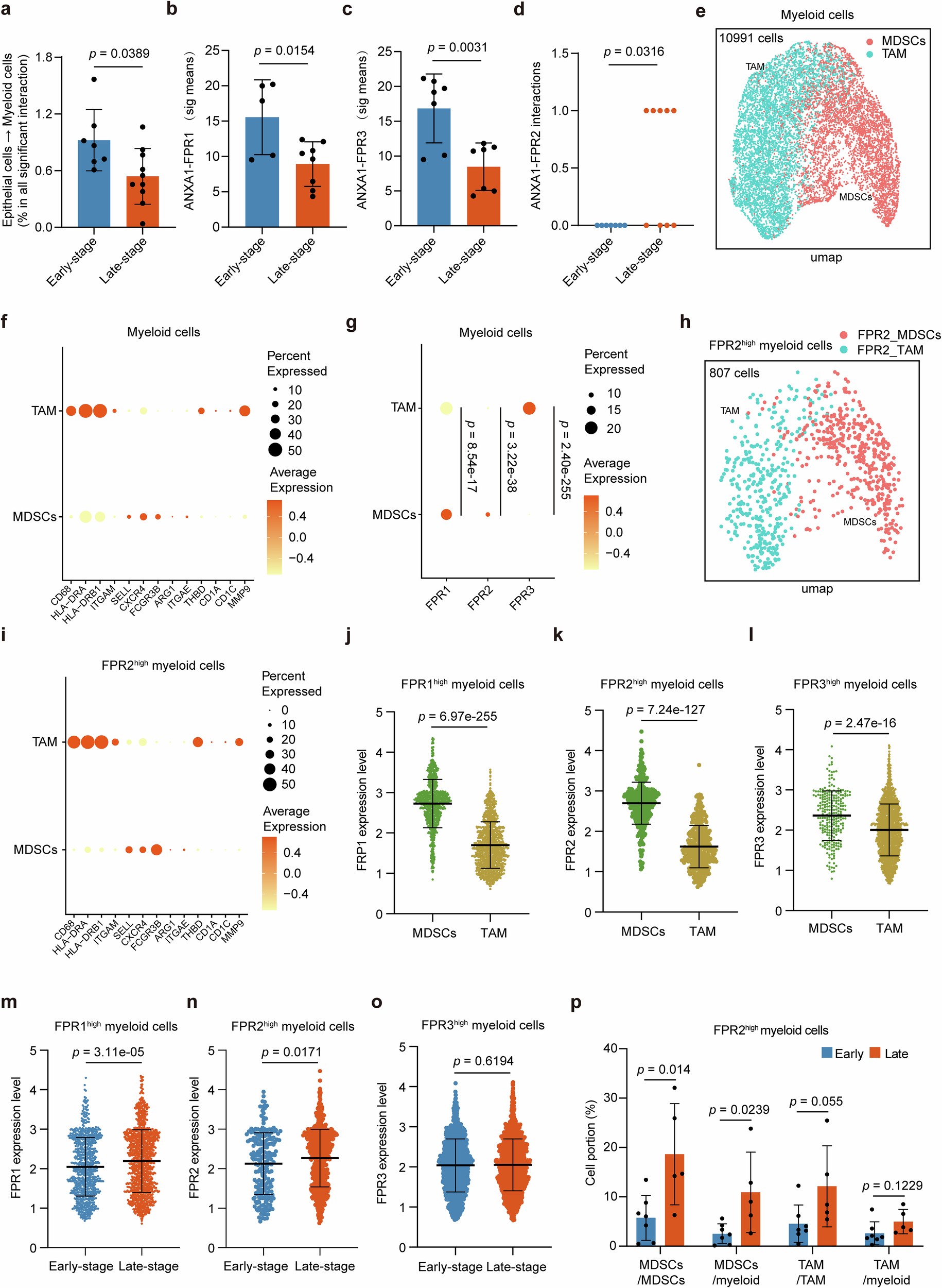 Fig. 2: The interaction between epithelial tumor cells and MDSCs decreases in late-stage OSCC.