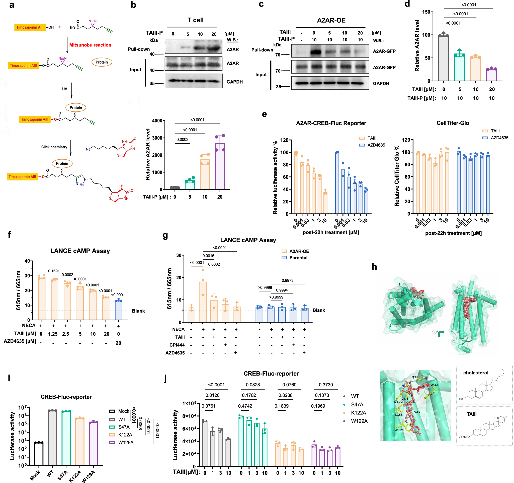 Fig. 3: TAIII acts as a previously unrecognized allosteric inhibitor of A2AR.