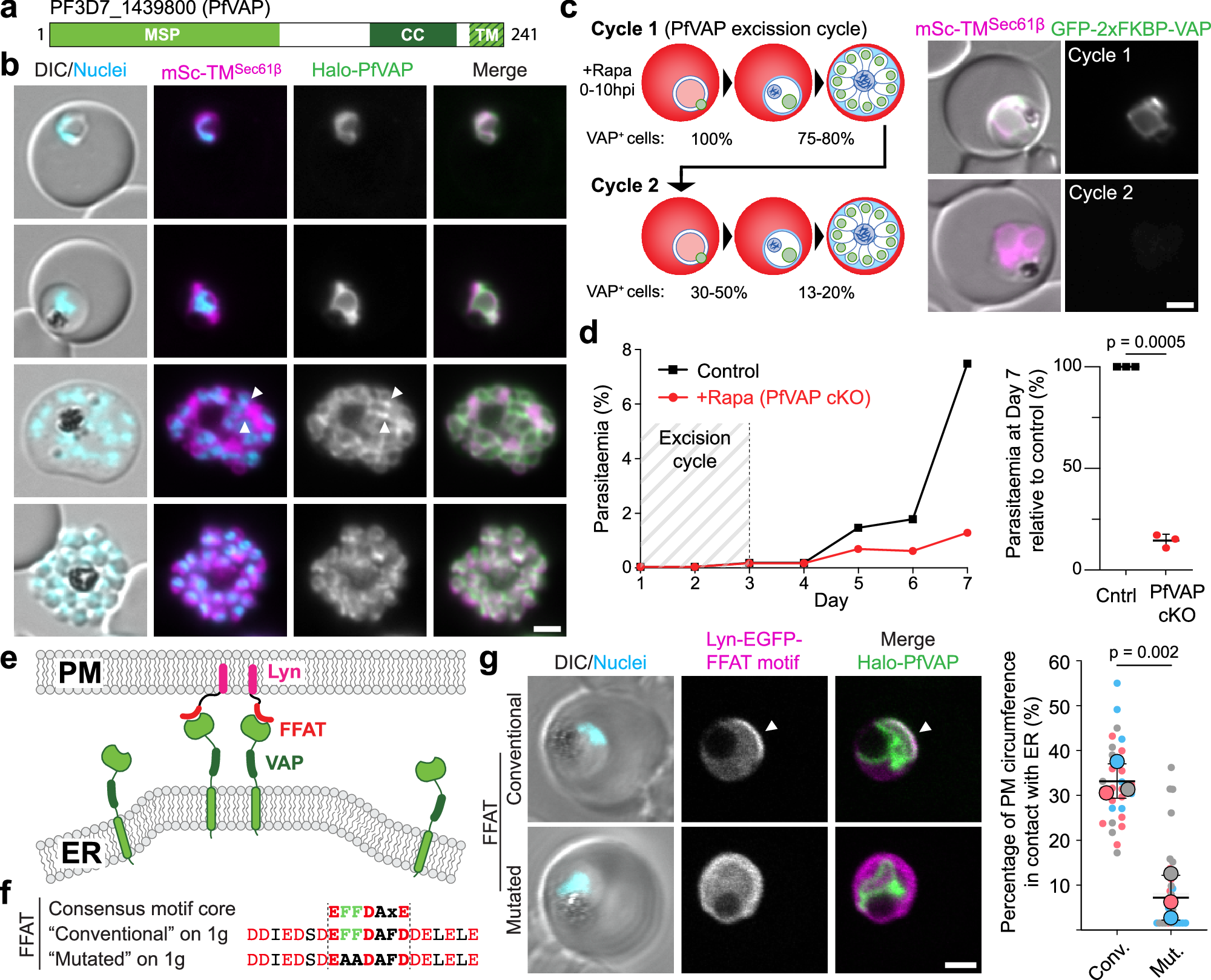 Fig. 1: PfVAP is an essential ER protein and binds FFAT motifs.