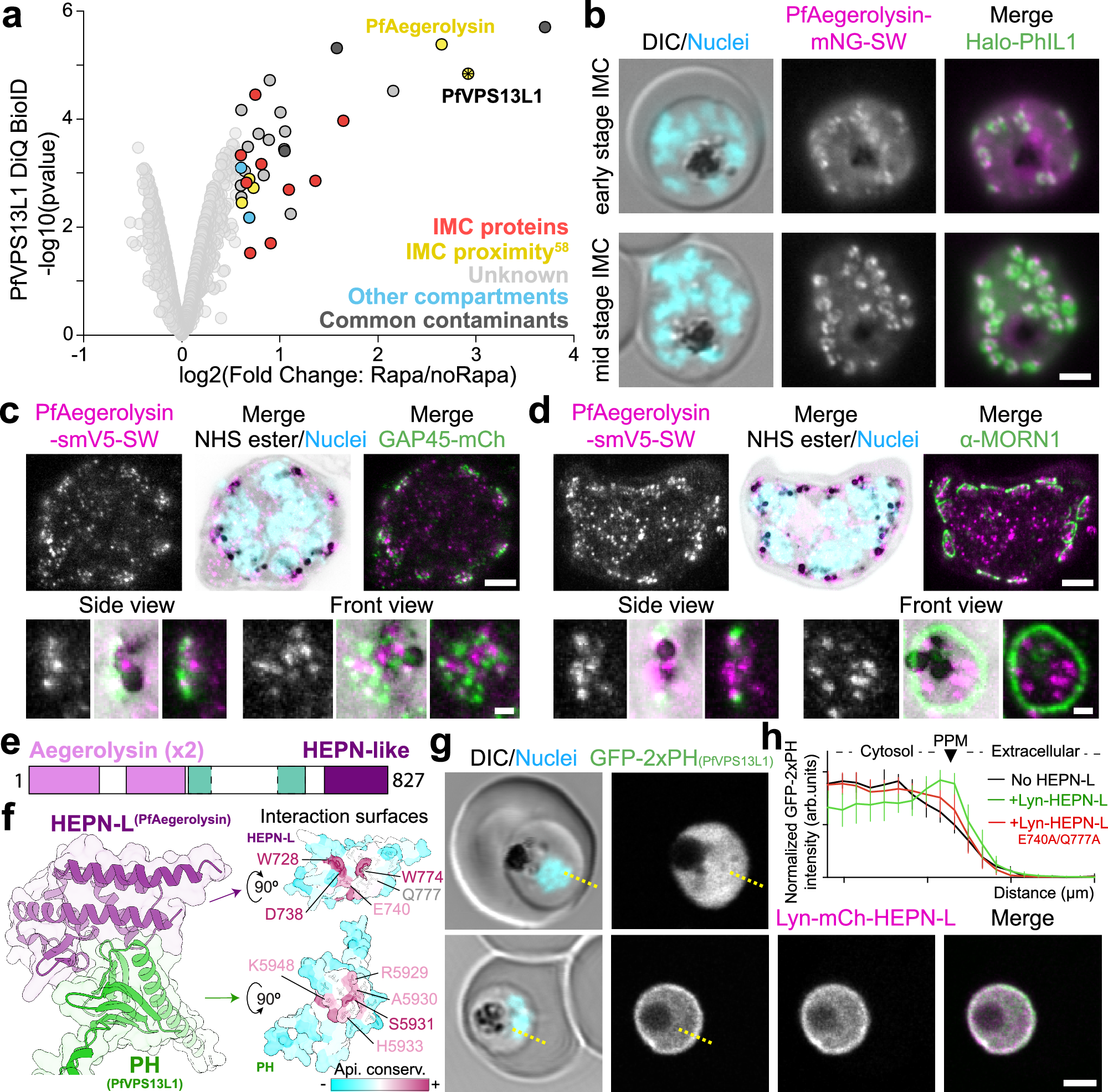 Fig. 6: C-terminal PH domain of PfVPS13L1 interacts with PfAegerolysin at the IMC.