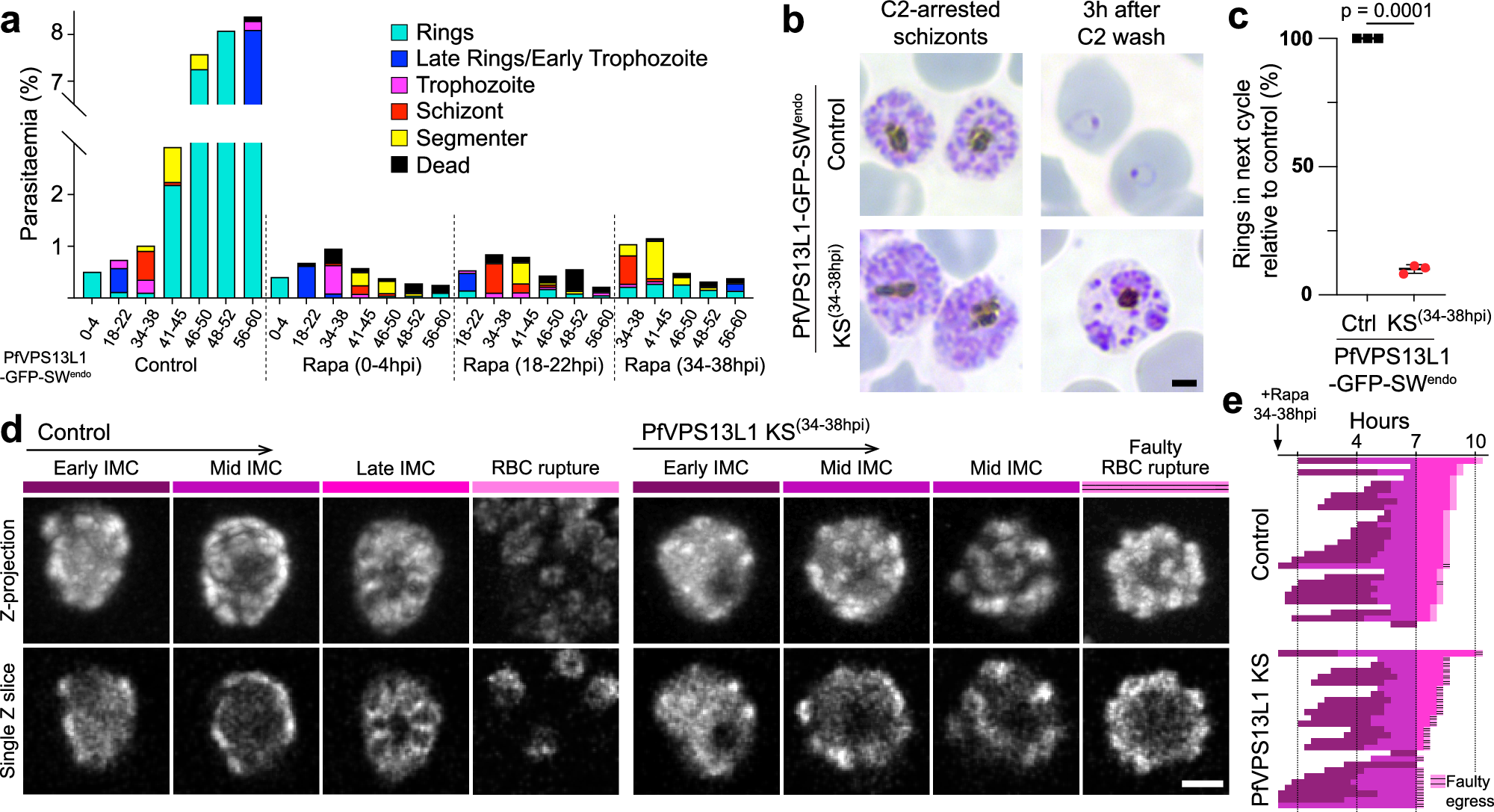 Fig. 7: PfVPS13L1 is essential during IMC formation.
