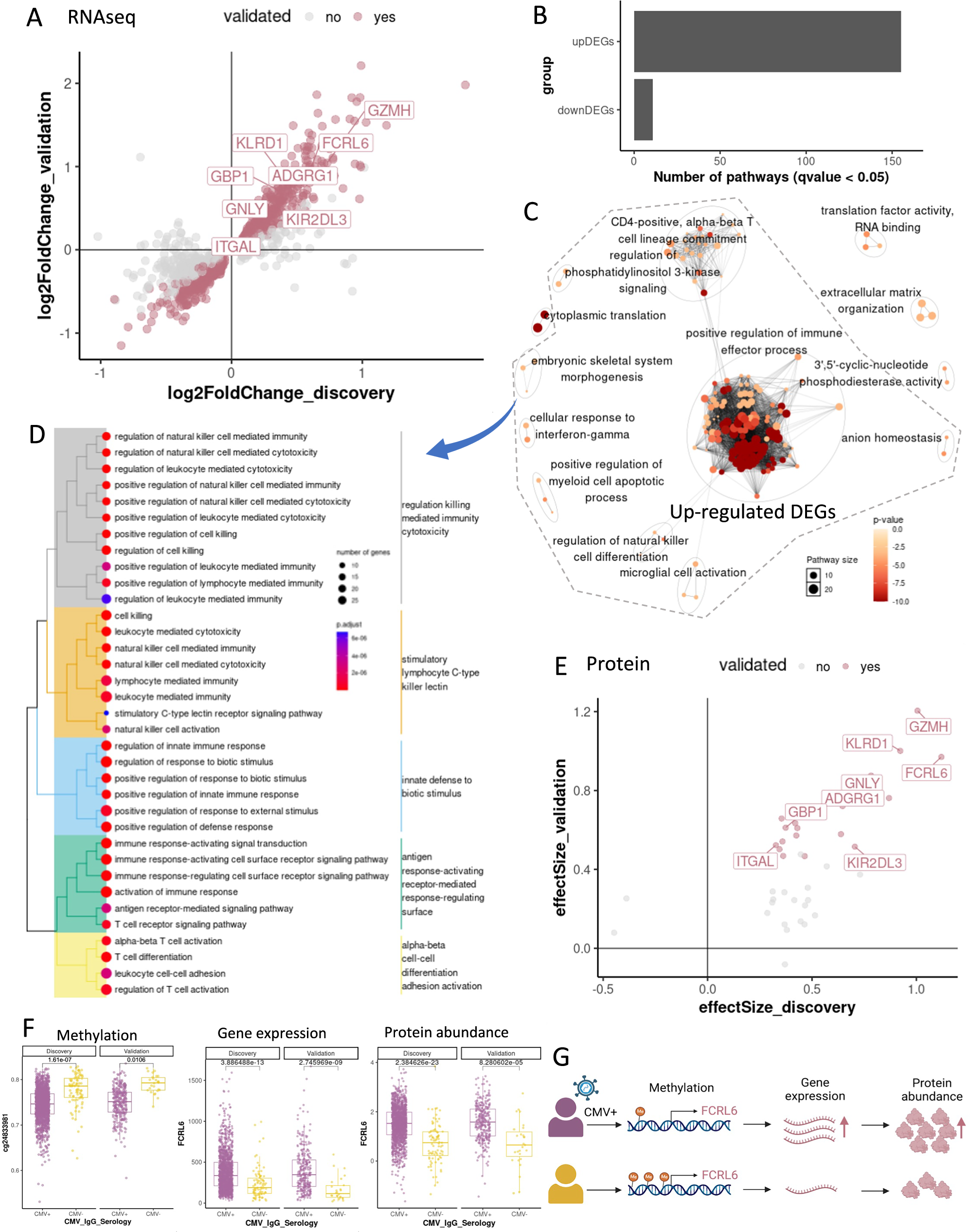 Fig. 3: CMV-associated signatures at the gene expression and plasma protein abundance.