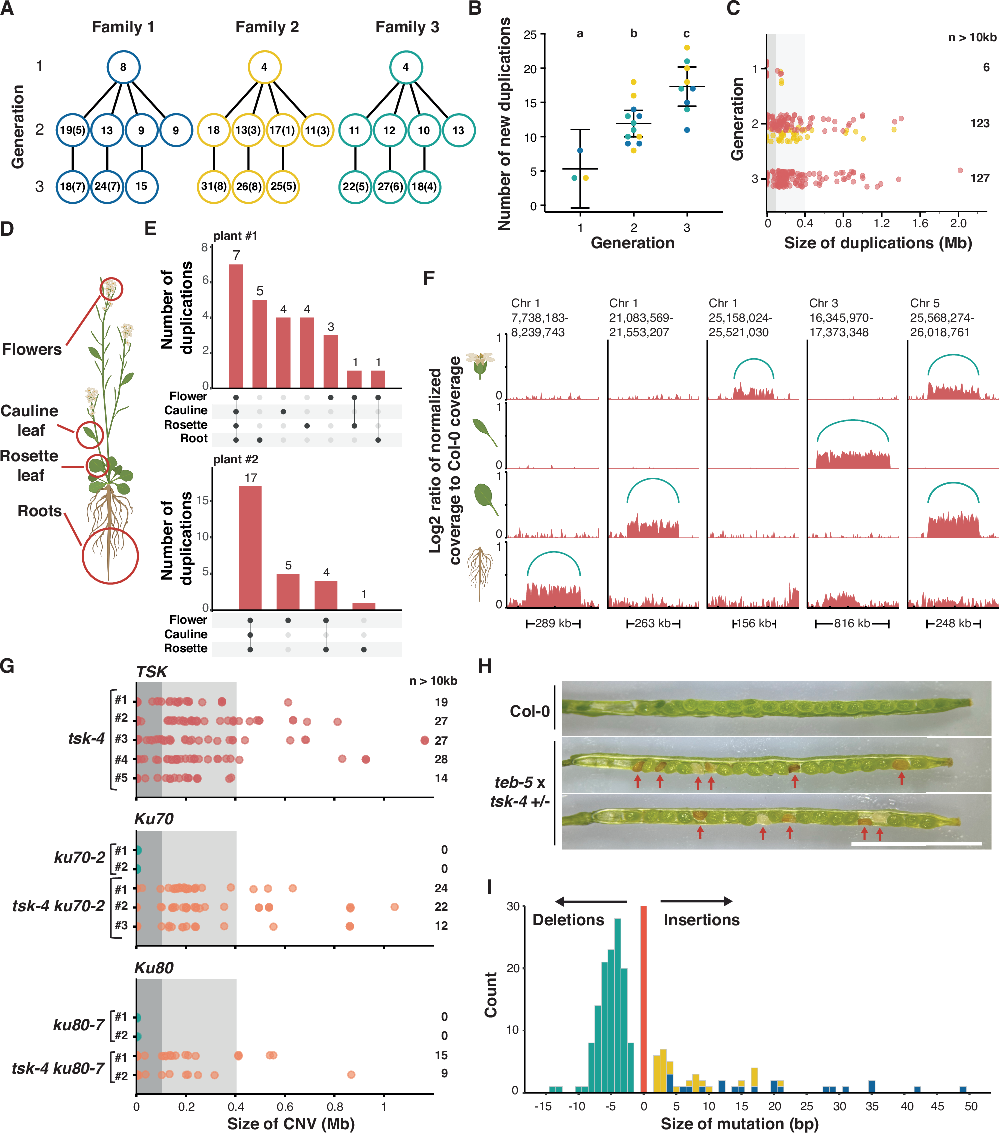 Fig. 3: Tandem duplications arise throughout the plant in a Pol θ consistent manner.