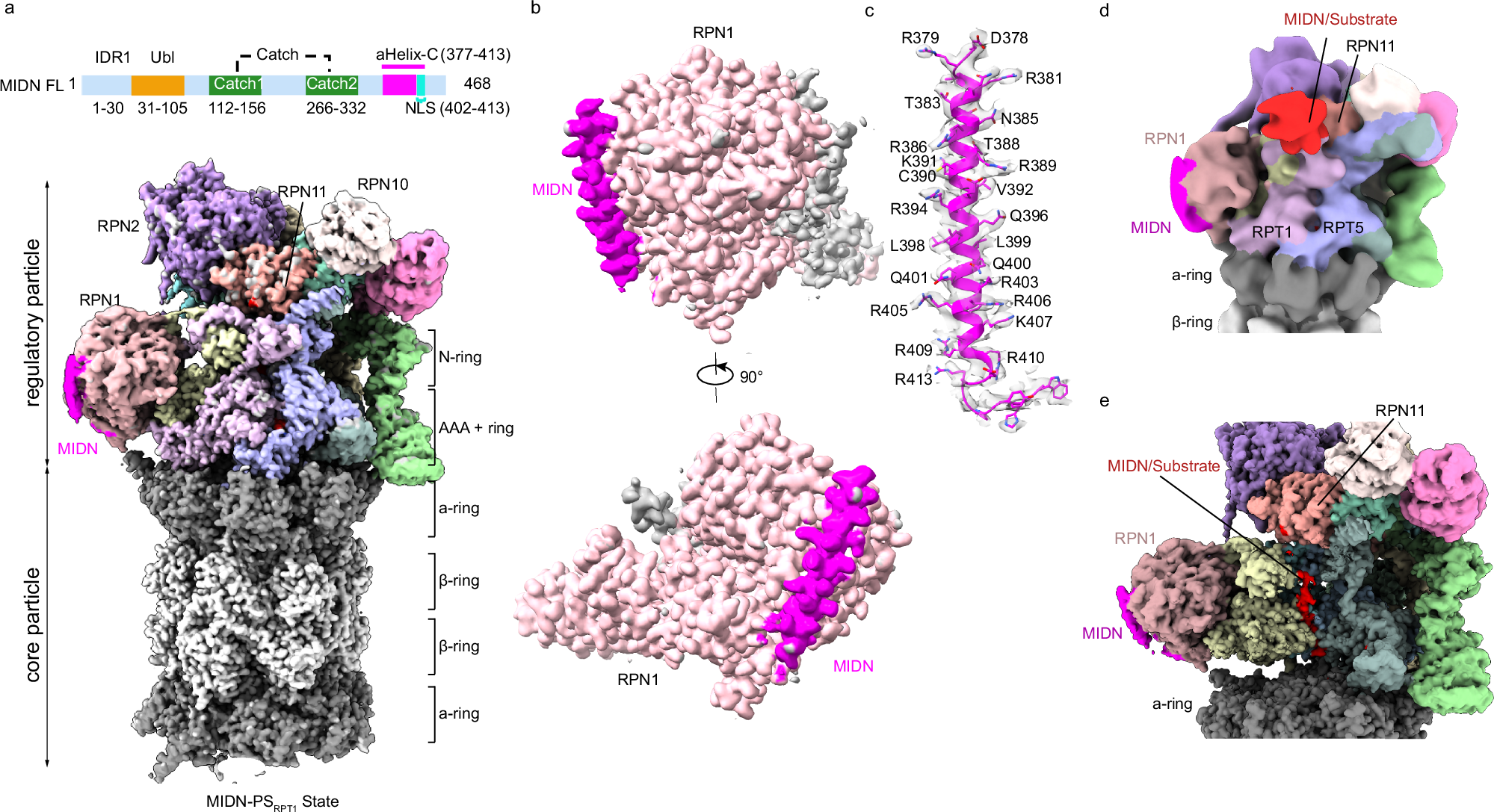 Fig. 1: Cryo-EM structures of the midnolin-26S proteasome complex in substrate-processing states.