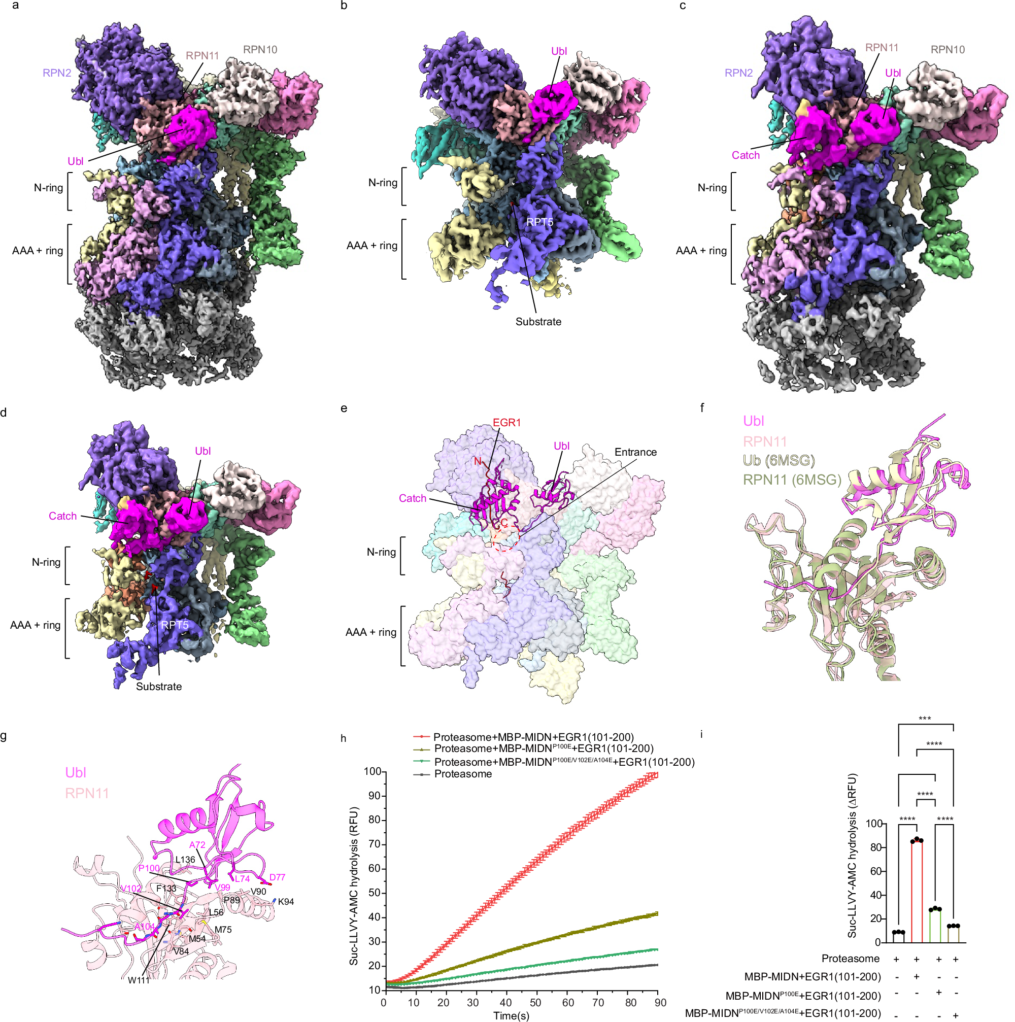 Fig. 3: The Ubl and Catch domains guide substrate to the pore entrance.
