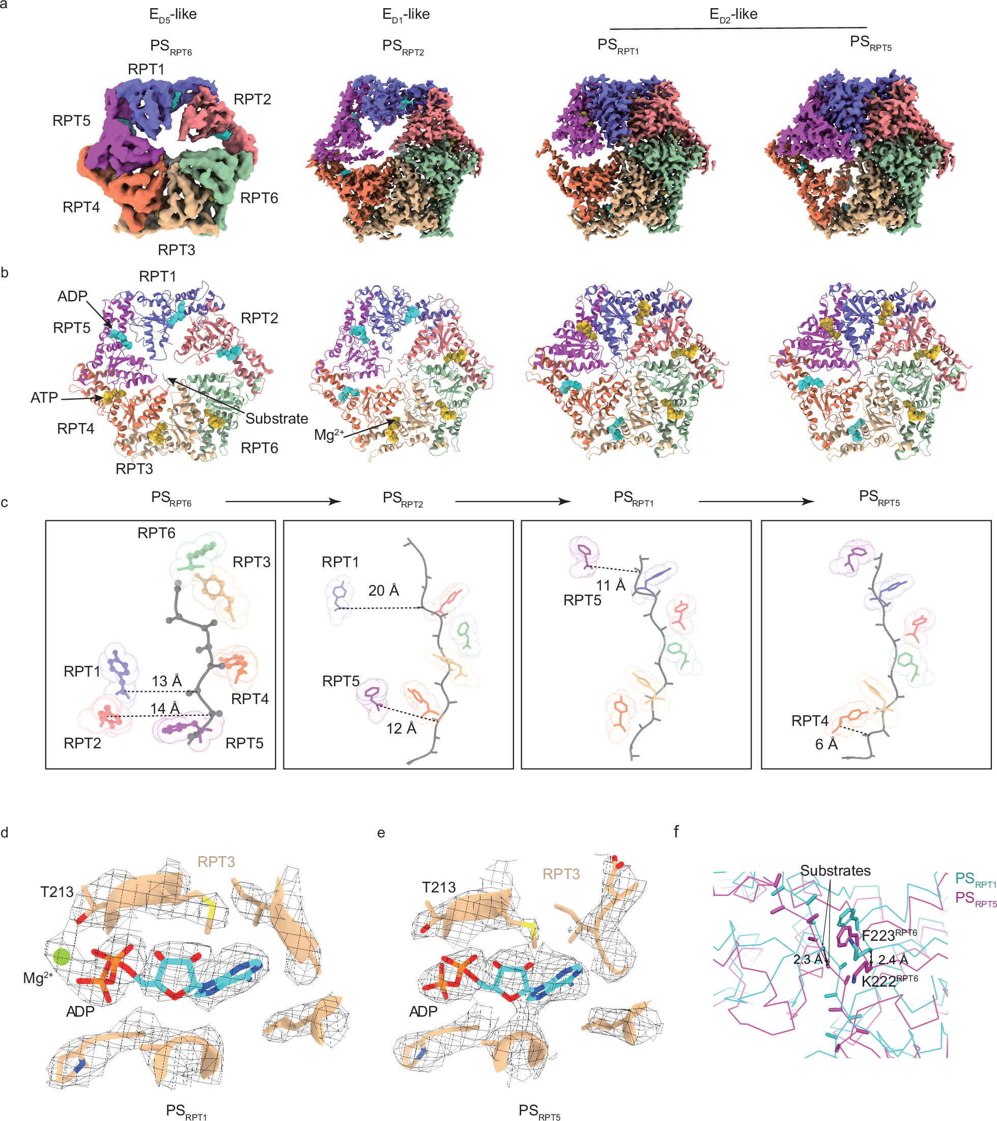 Fig. 5: Four distinct substrate-processing states of the midnolin-26S proteasome complex.