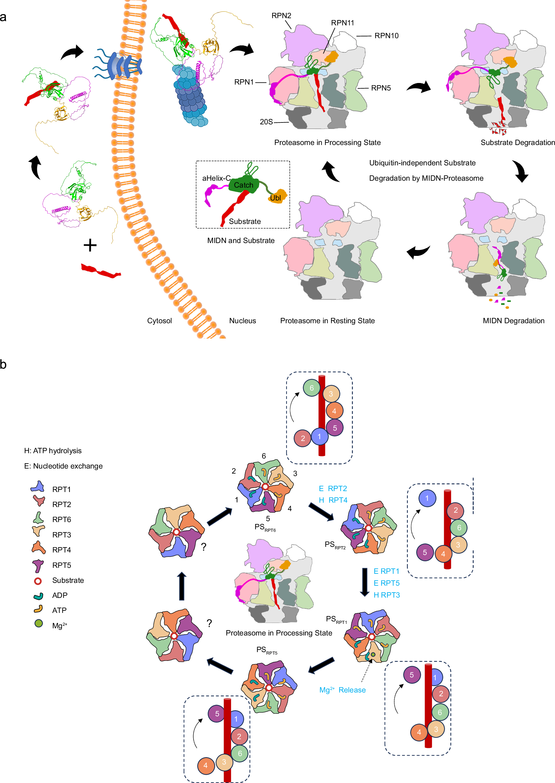 Fig. 6: Structural dynamics of the midnolin–proteasome mediated substrate turnover.