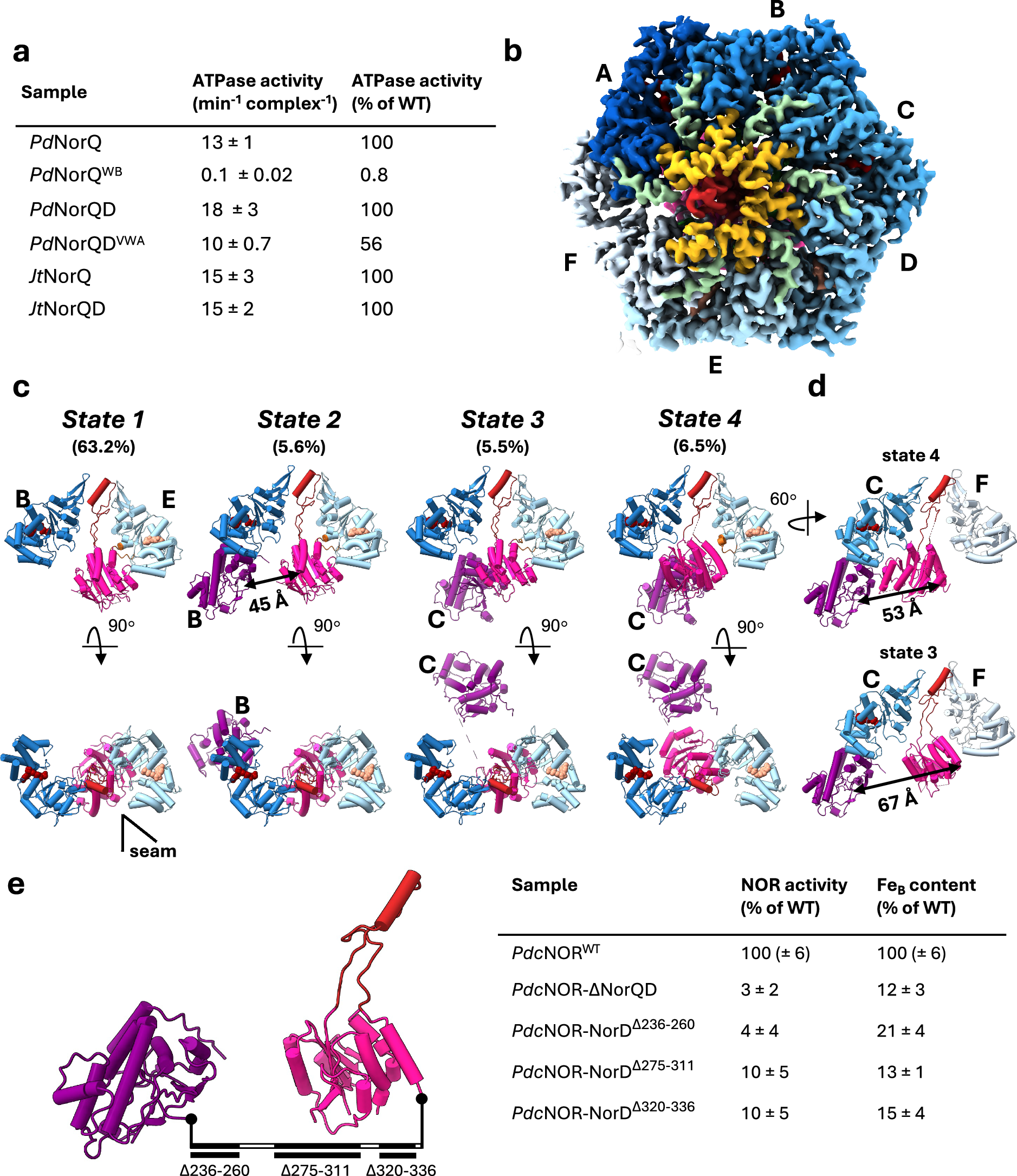 Fig. 3: Structural analysis of JtNorQWBNorD and functional role of the NorD linker.