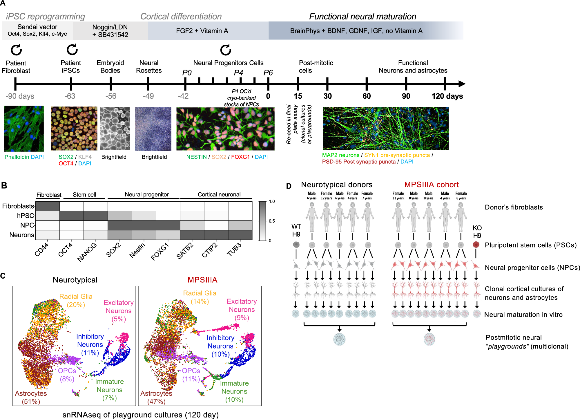 Fig. 1: Modelling synaptic circuits for pre-clinical drug screening using iPSC-derived neuronal cultures of MPS IIIA.