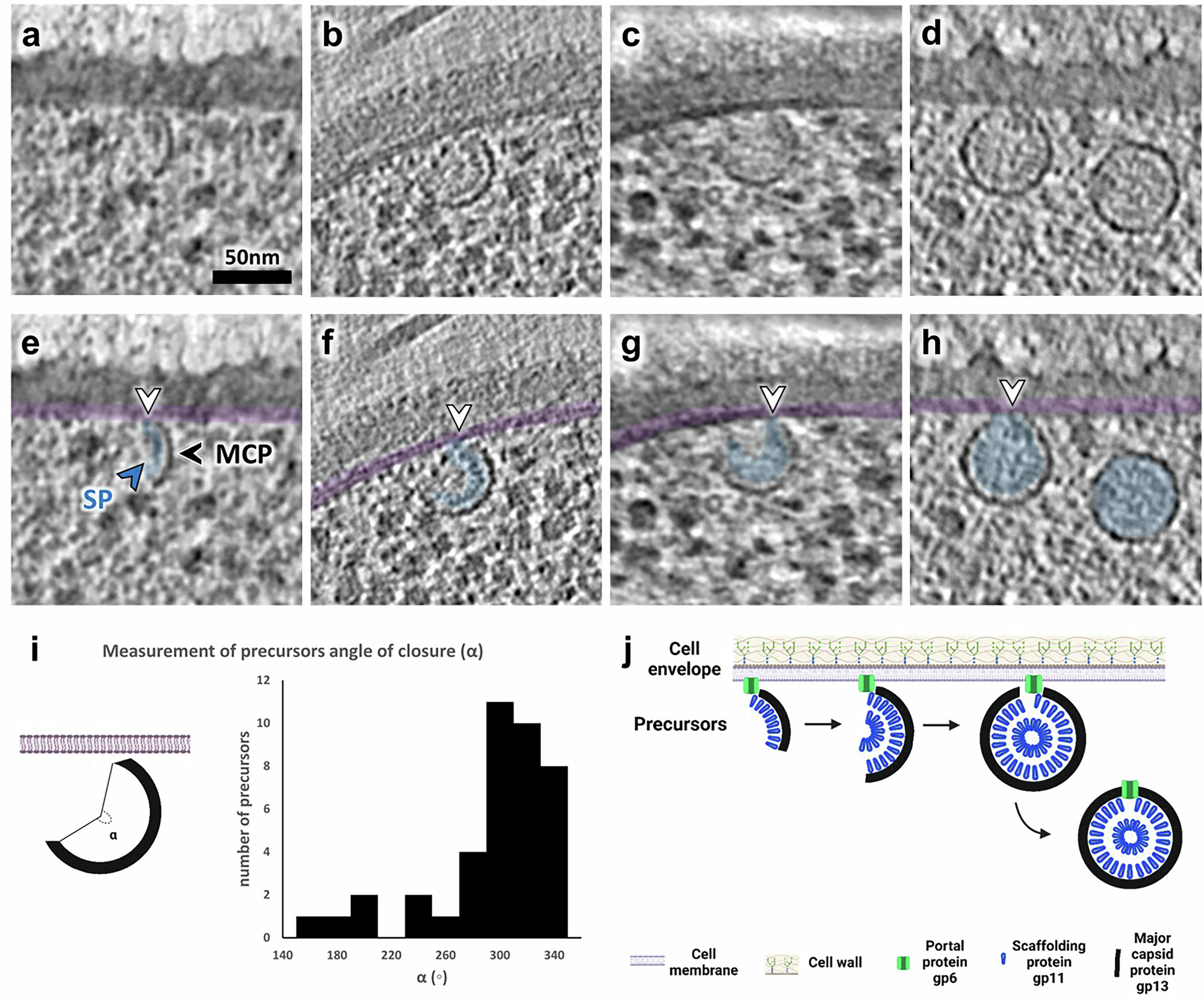 Fig. 2: Stepwise assembly of SPP1 procapsids is initiated by the formation of precursors at the inner side of the bacterial cell membrane.