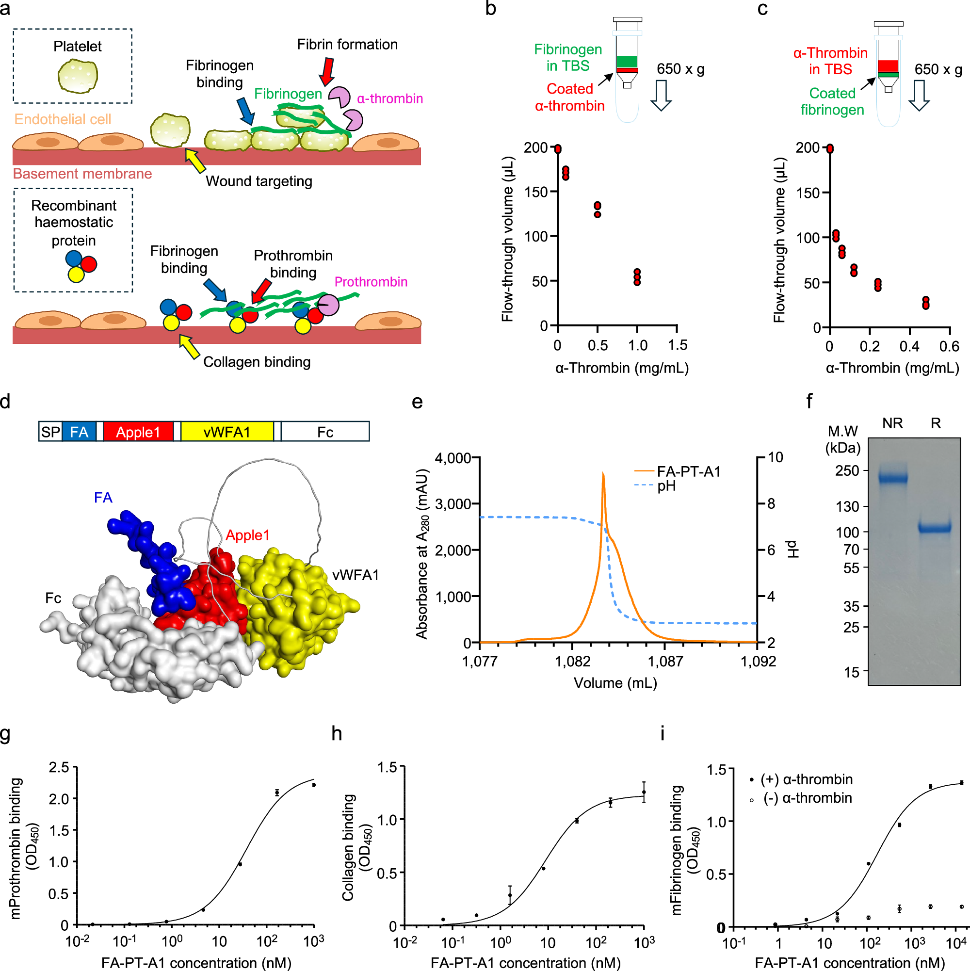 does glutathion inhibit thrombin From iron-driven cell death to clot formation: The emerging role of ferroptosis in thrombogenesis Recent advances of oxidative stress