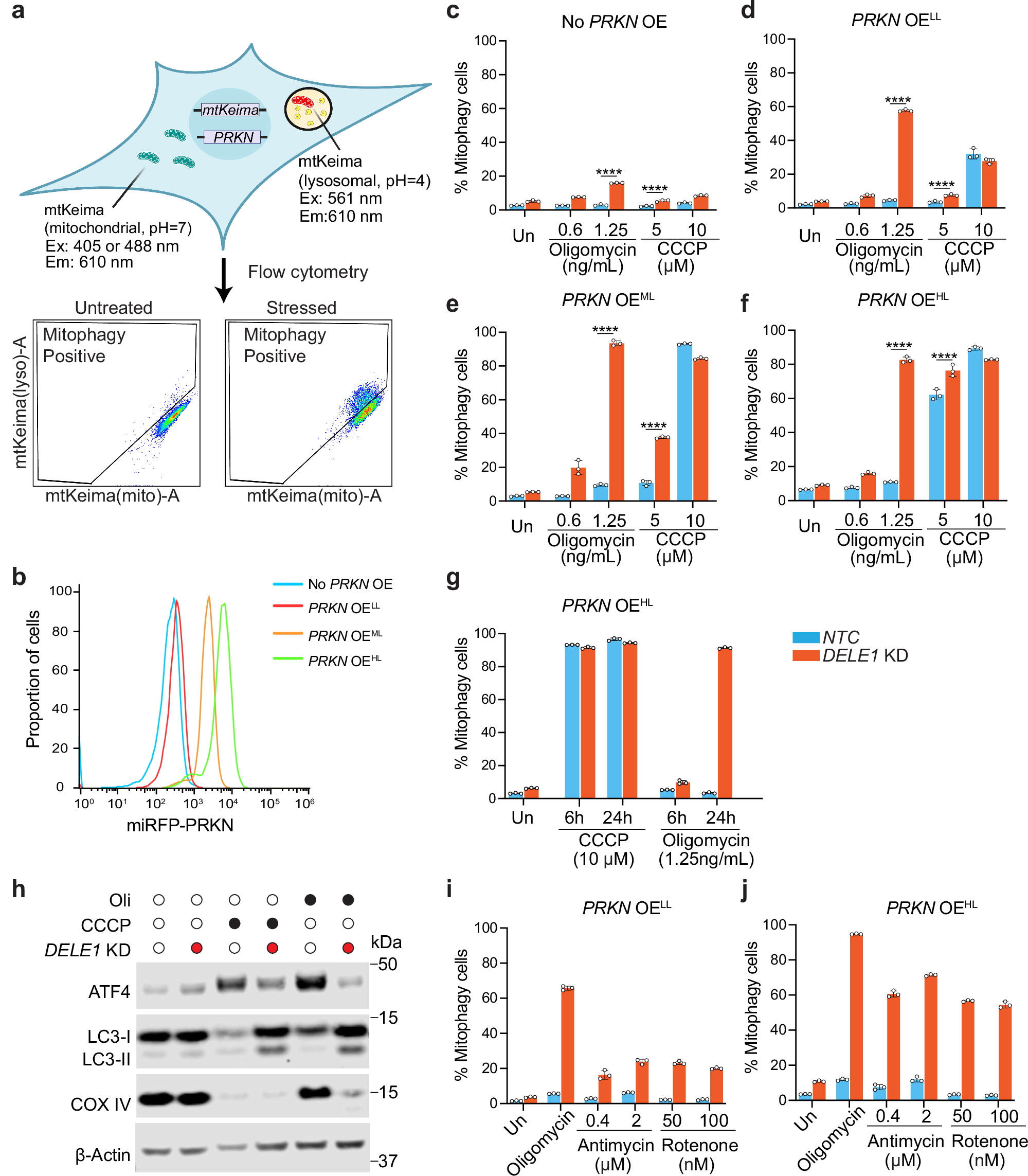 Fig. 1: DELE1 negatively regulates mitophagy under mild mitochondrial stress conditions.