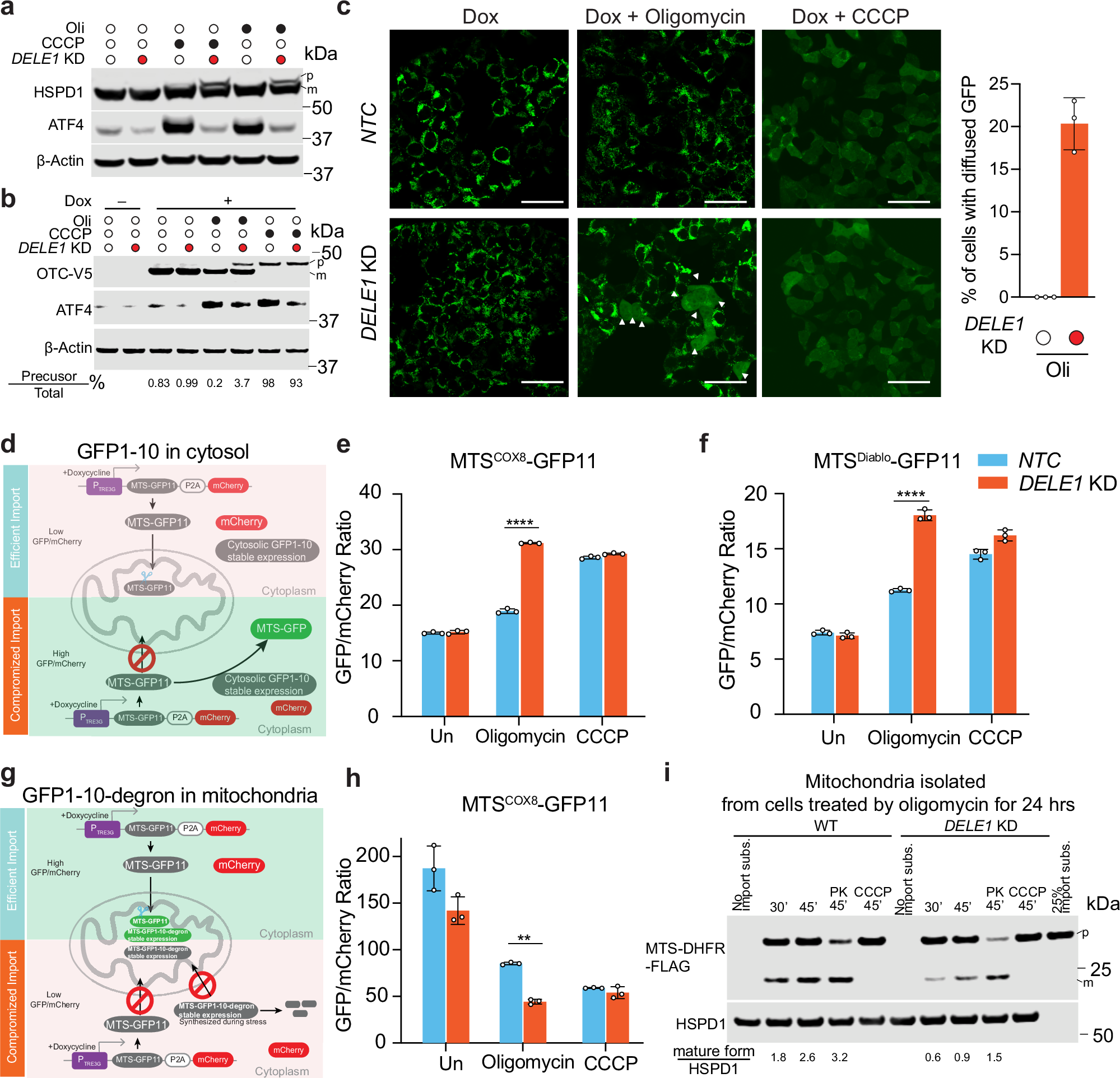 Fig. 3: DELE1 maintains mitochondrial presequence protein import upon stress.