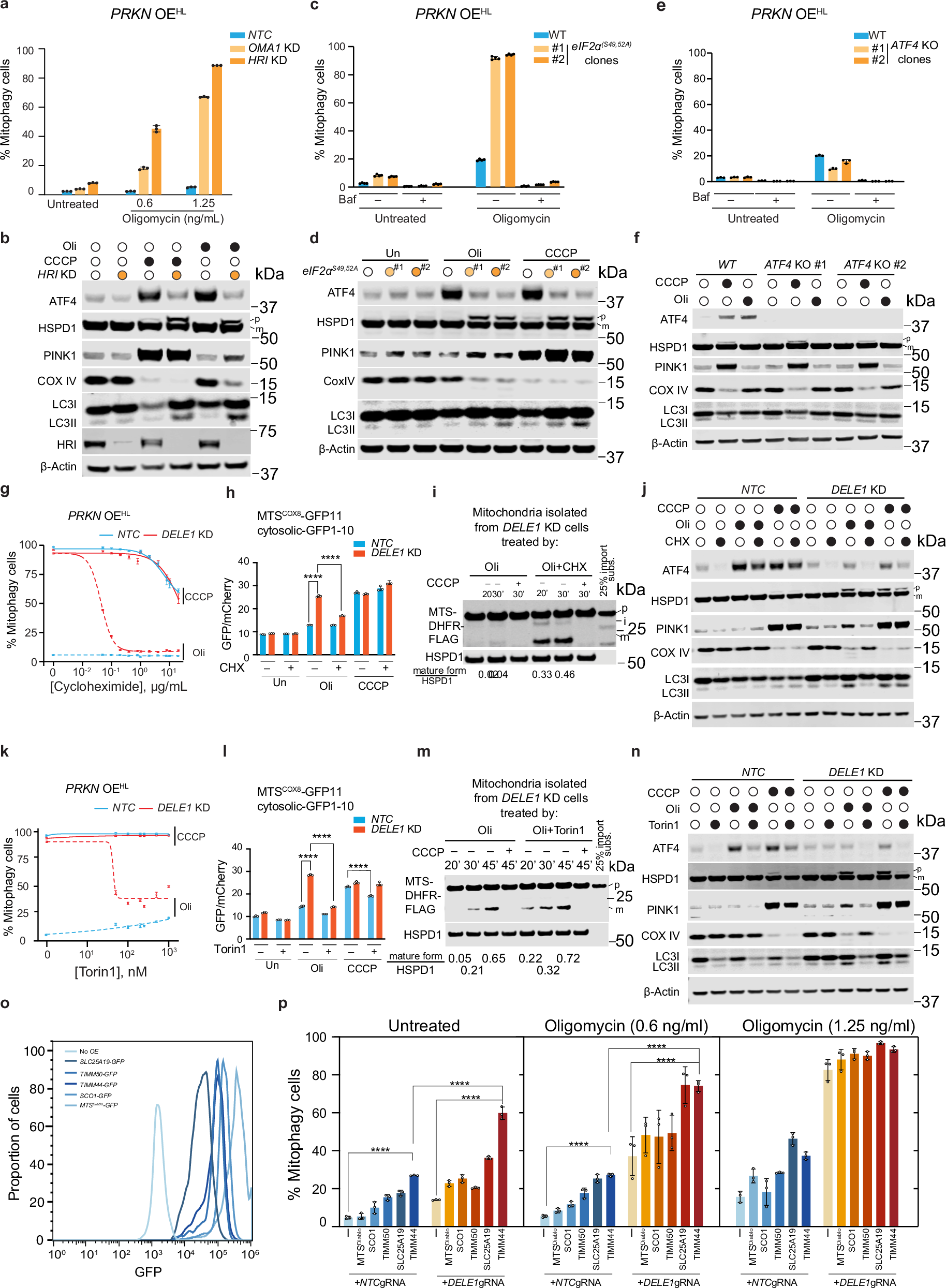 Fig. 4: DELE1-ISR pathway negatively regulates mitophagy via attenuating protein synthesis.