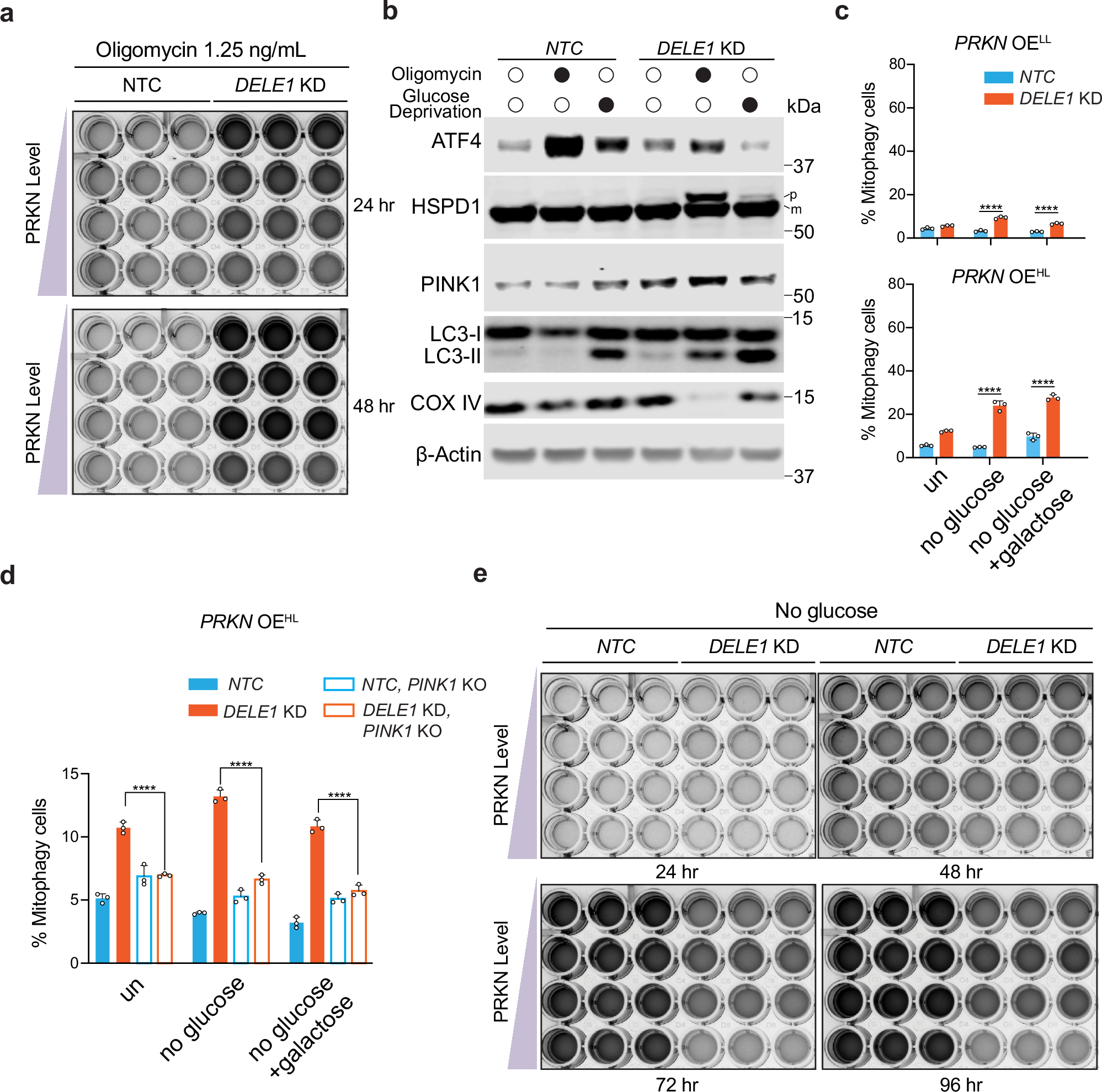 Fig. 6: Optimal mitophagy is essential for cellular fitness.