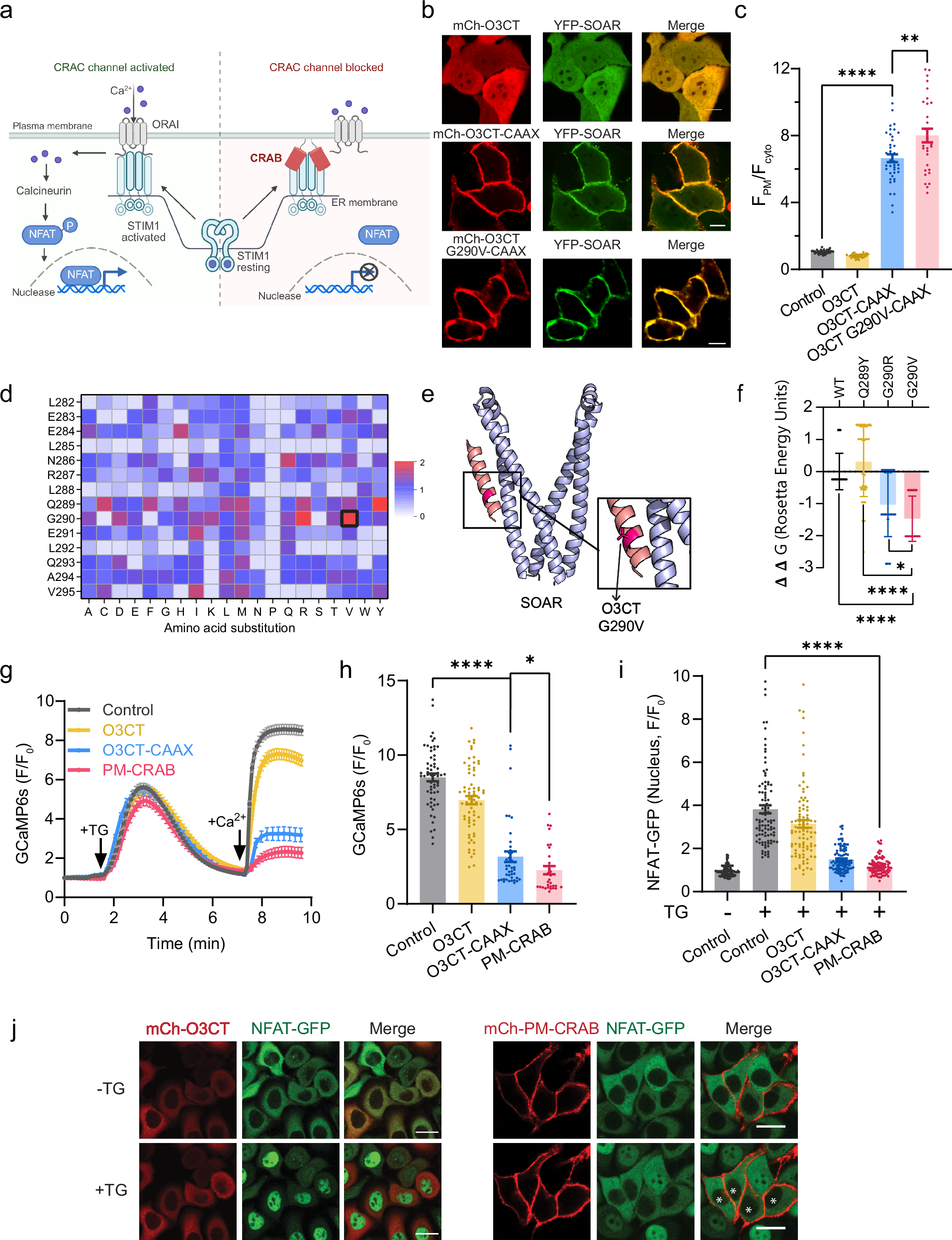 Fig. 1: Engineering of a genetically encoded CRAC channel inhibitor binder (CRAB).