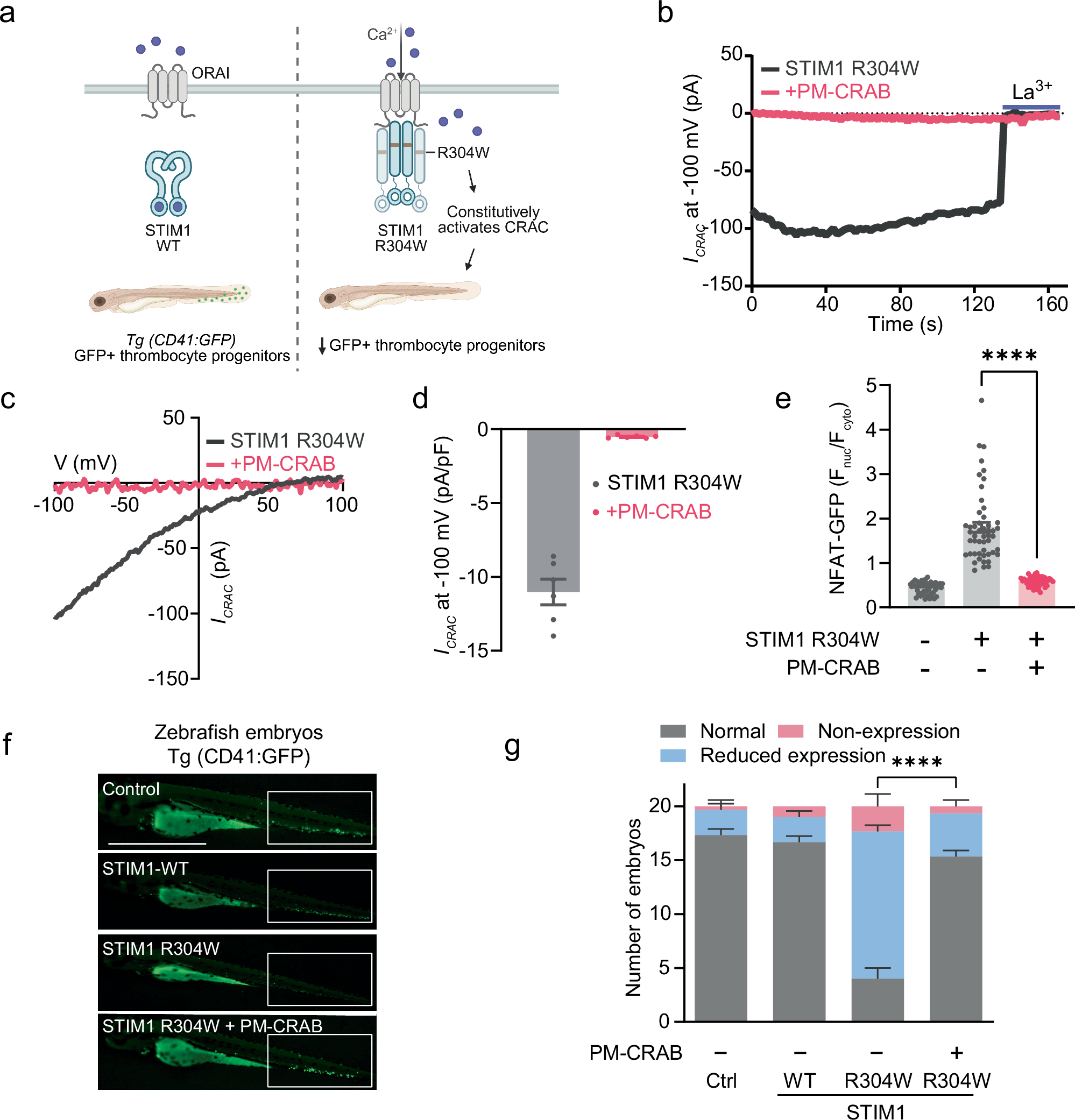 Fig. 2: PM-CRAB counteracts aberrant activity of the Stormorken syndrome (SS)-associated STIM1 mutant in mammalian cells and zebrafish embryos.