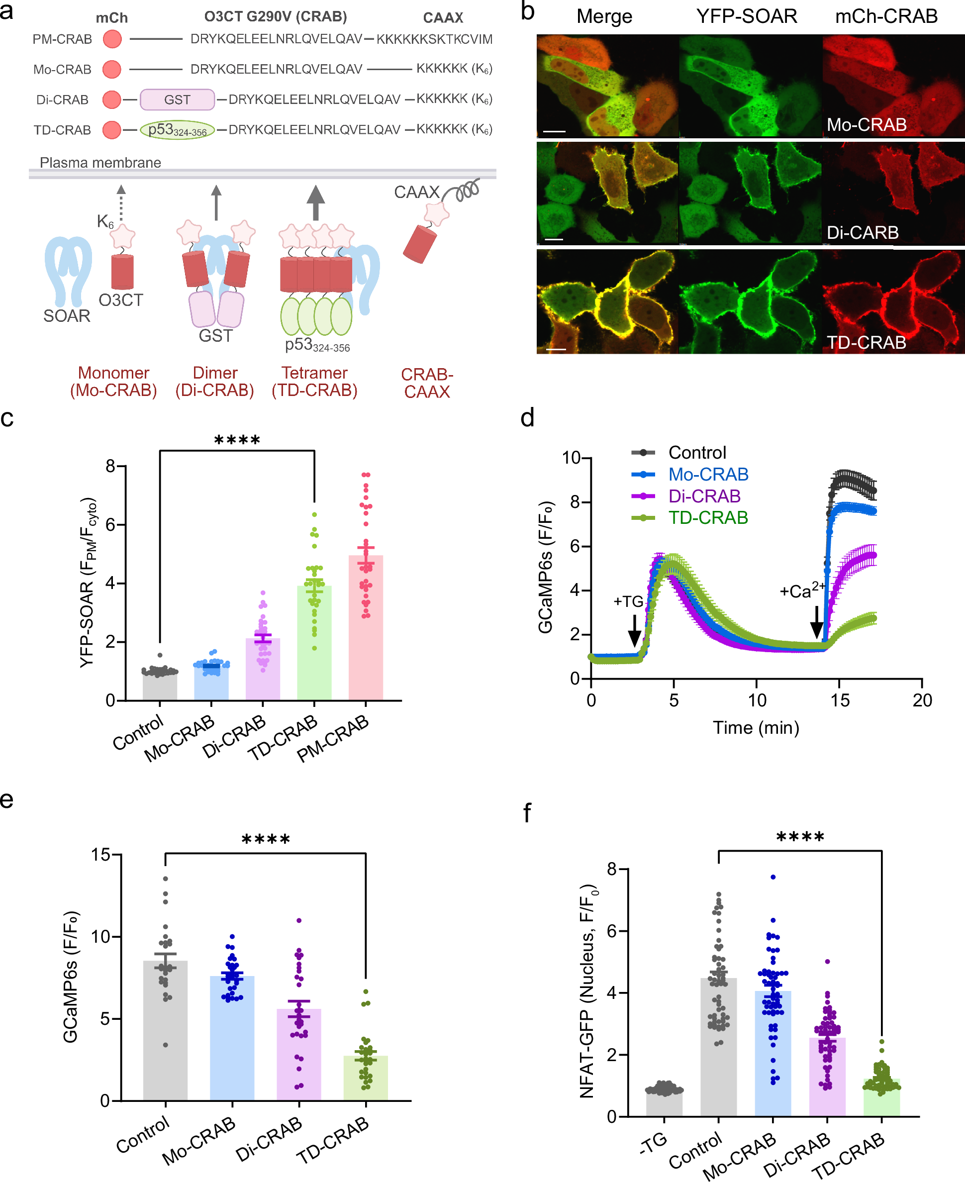 Fig. 3: Oligomeric CRABs differentially inhibit CRAC channel activity and downstream signaling.