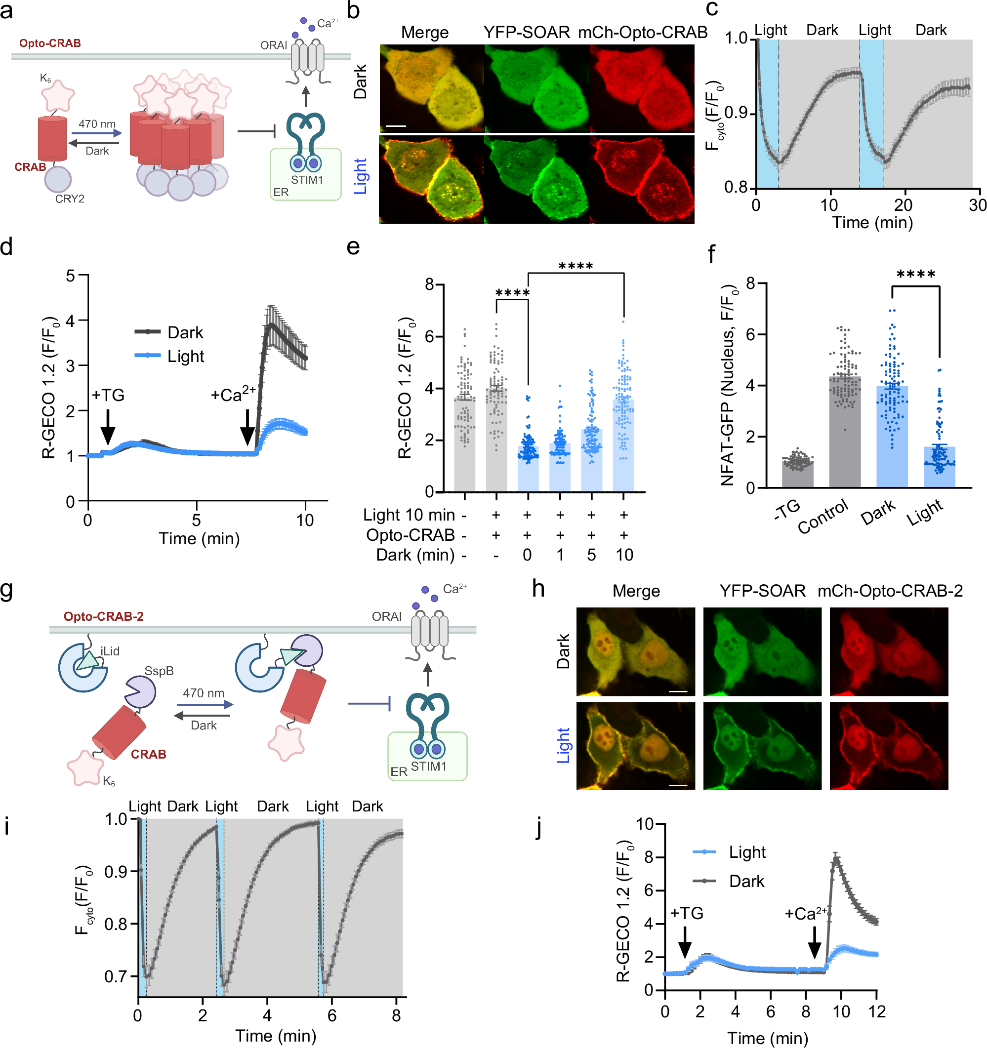 Fig. 4: Engineering of light-switchable CRAB for reversible control of the CRAC channel and its downstream activities.