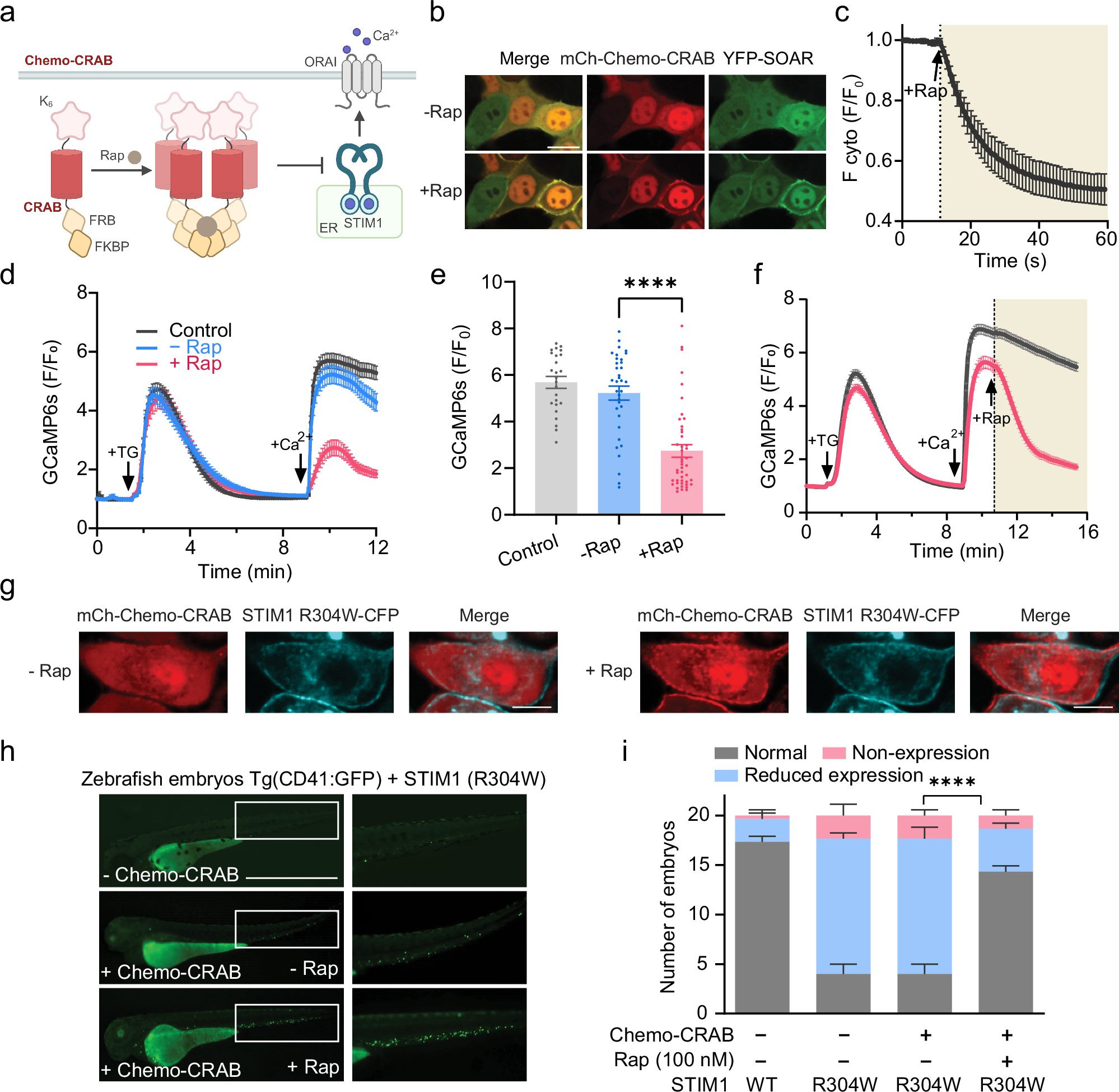 Fig. 5: Design of Chemo-CRAB to conditionally inhibit CRAC channel activity in mammalian cells and in a zebrafish model of Stormorken Syndrome.