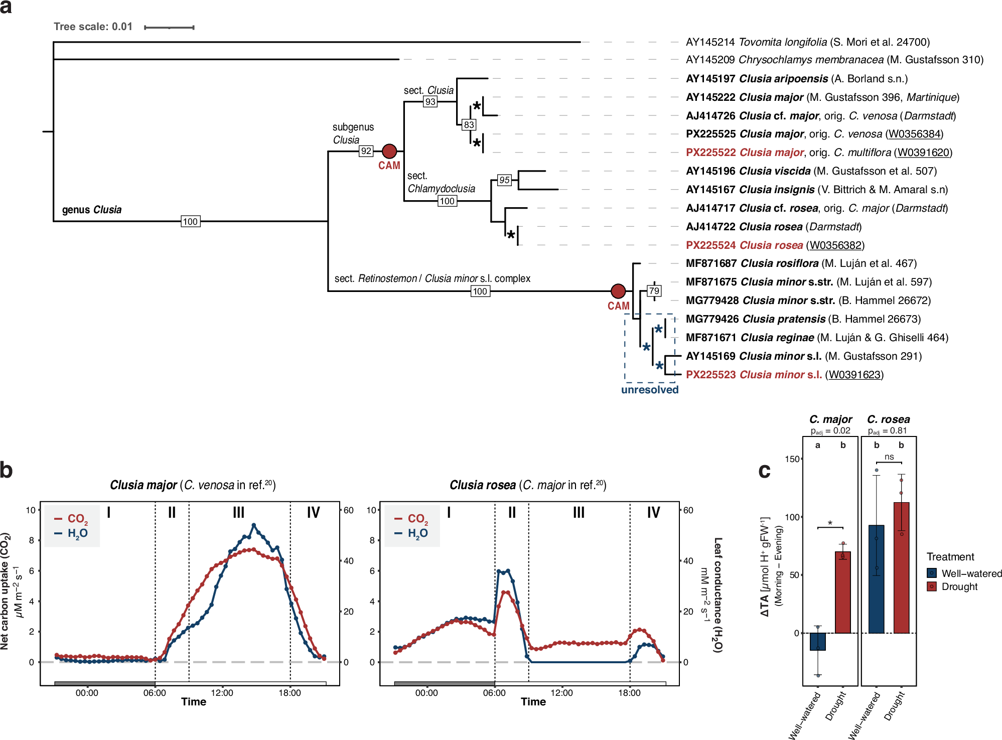 Clusia genomes shed light on the evolution and diversity of 
