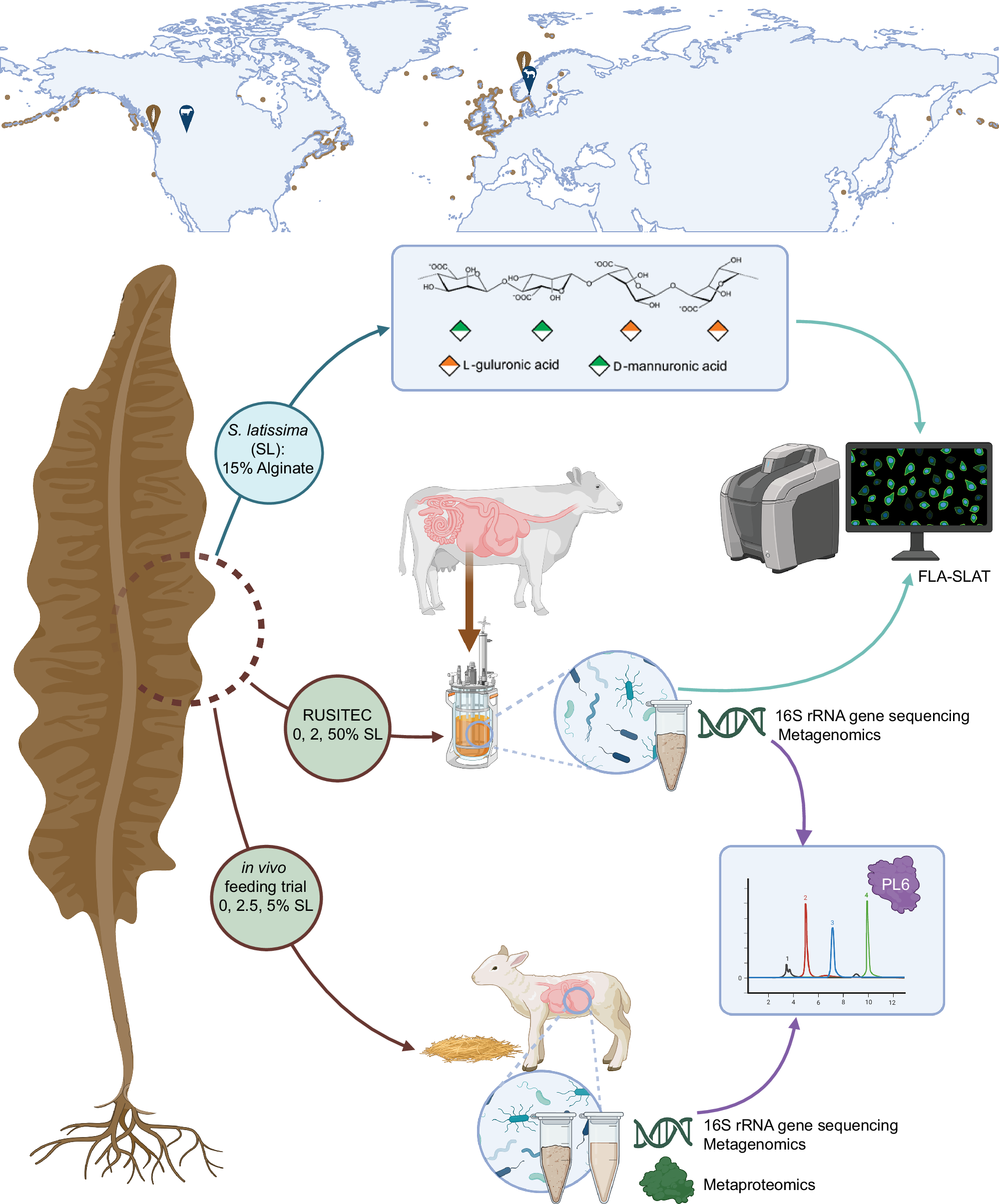 Alginate foraging is conserved in geographically and taxonomically distinct ruminant microbiomes