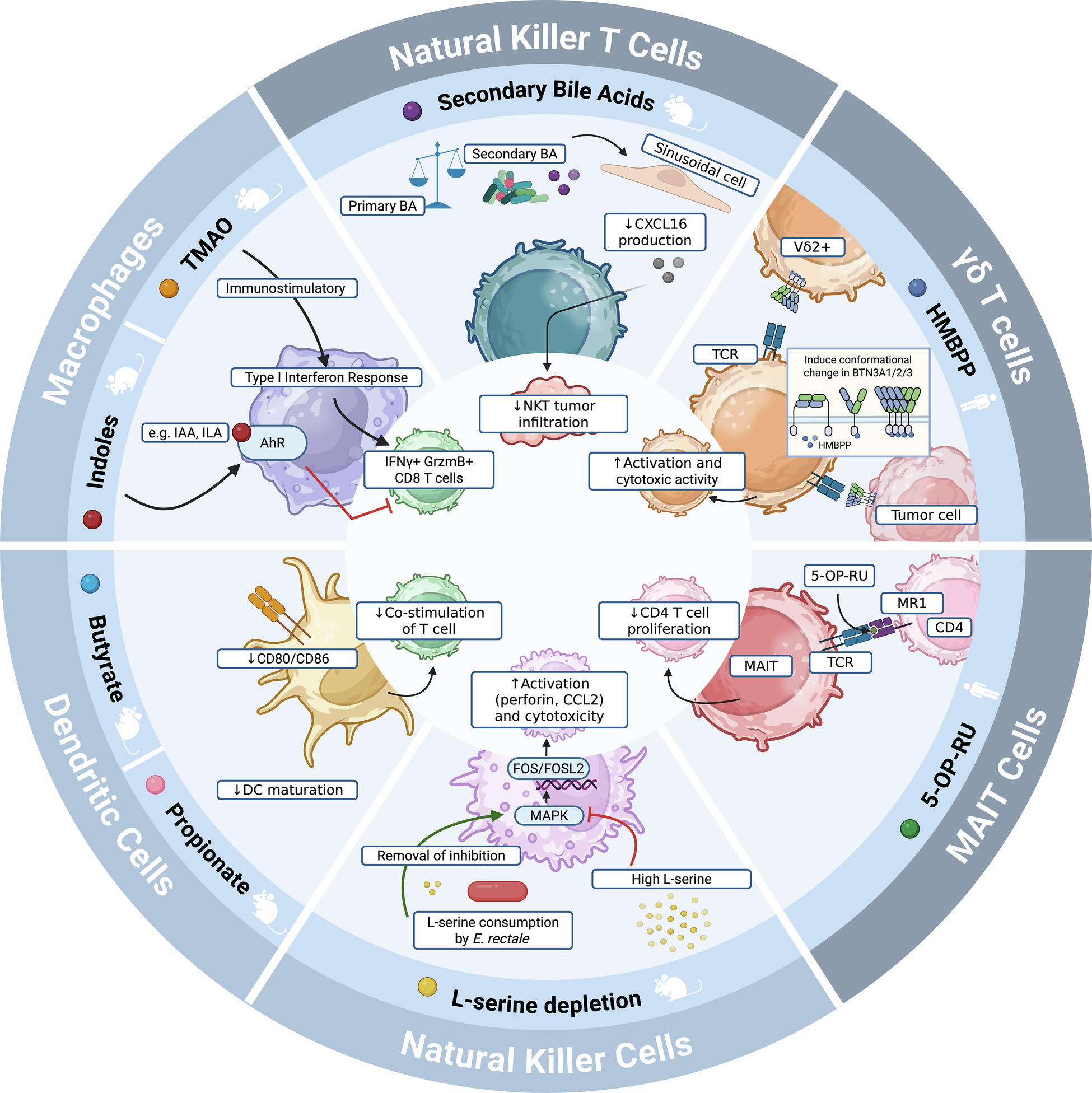 does acetyl l carnitine make you poop Microbiota-derived metabolites as modulators of cancer immunotherapy response