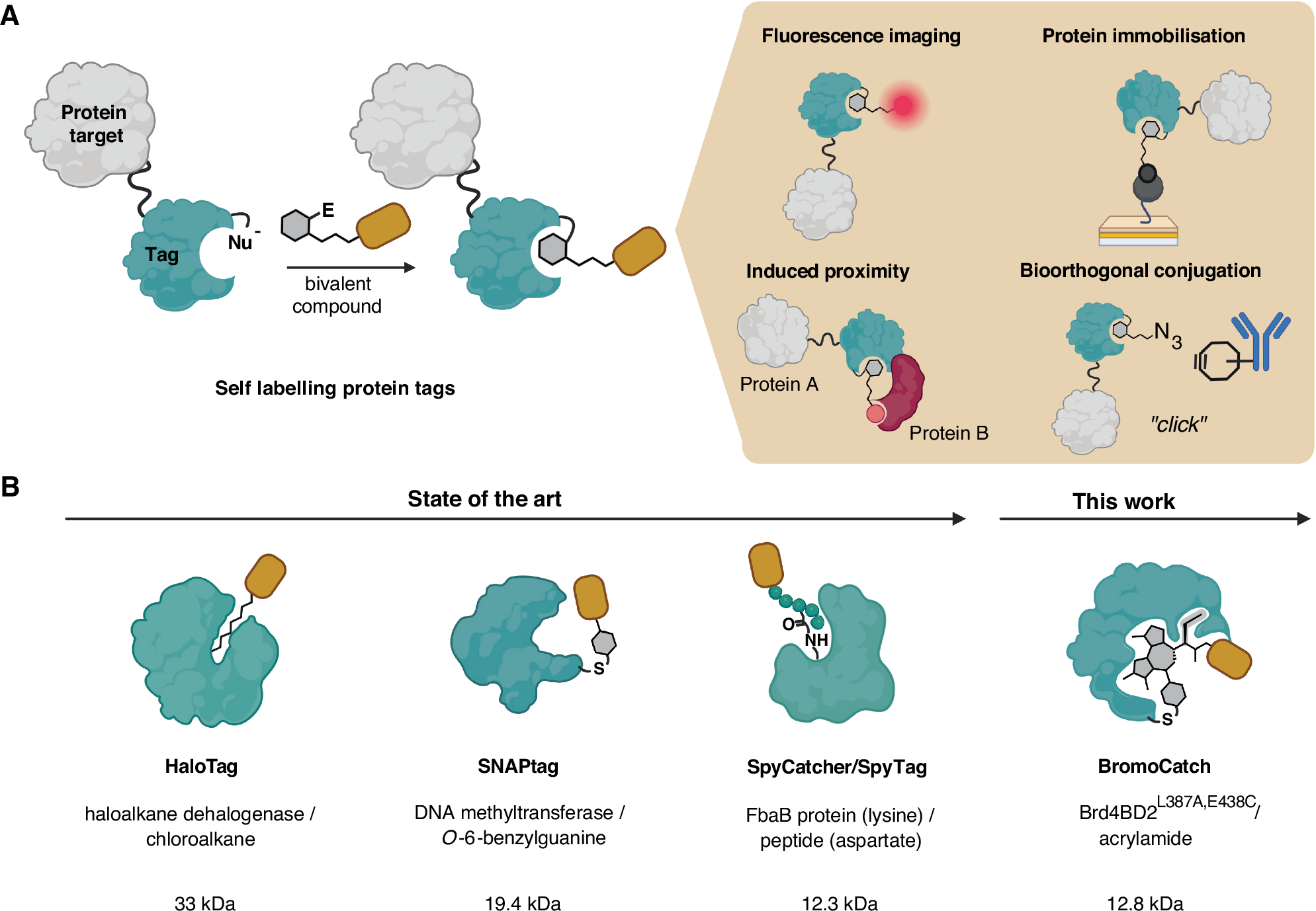BromoCatch: a self-labelling tag platform for protein modification and live cell imaging