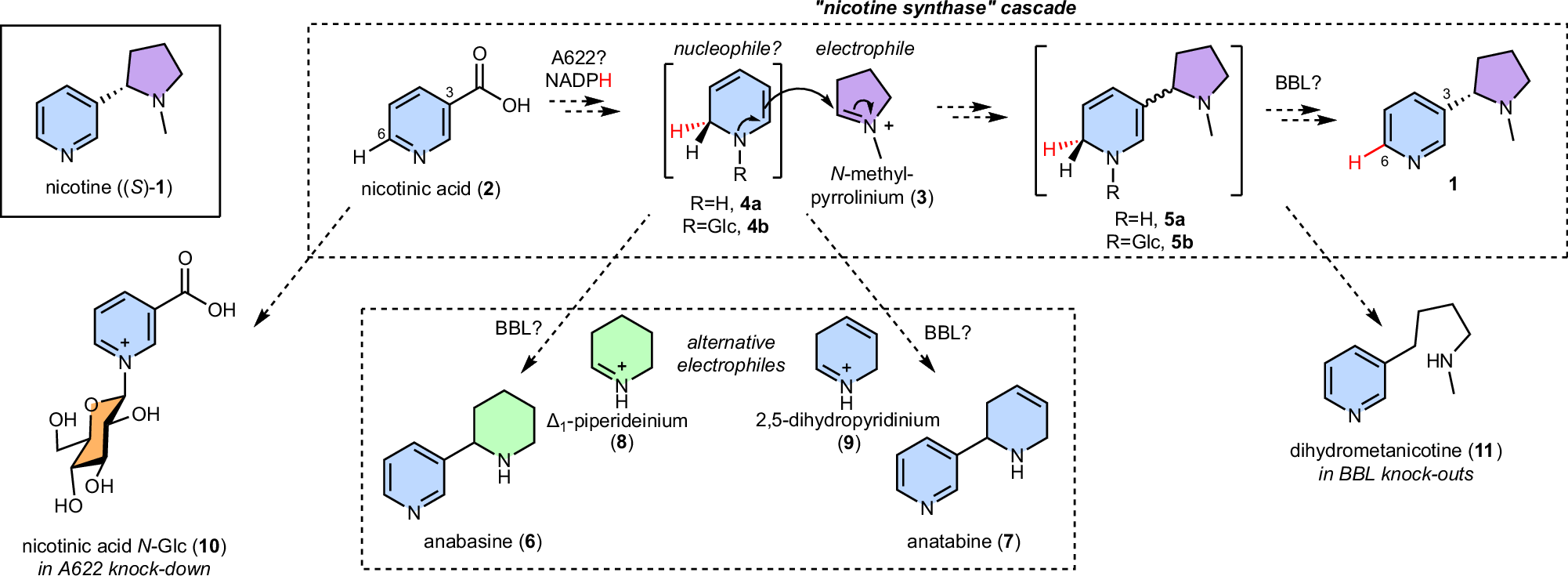 Nicotine biosynthesis is completed by cryptic activating glucosylation