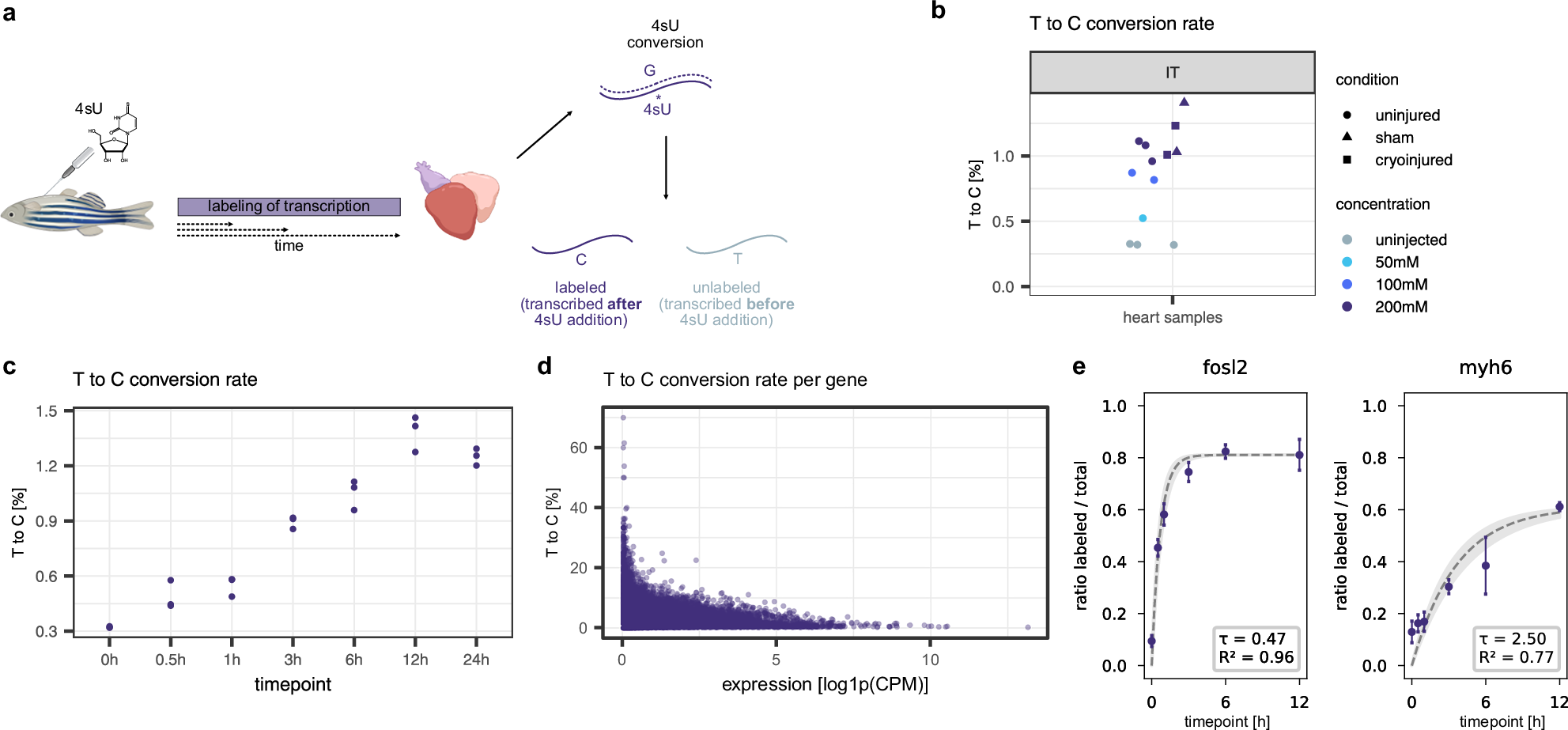 Fig. 1: SLAM-seq labels transcription in the adult zebrafish heart.