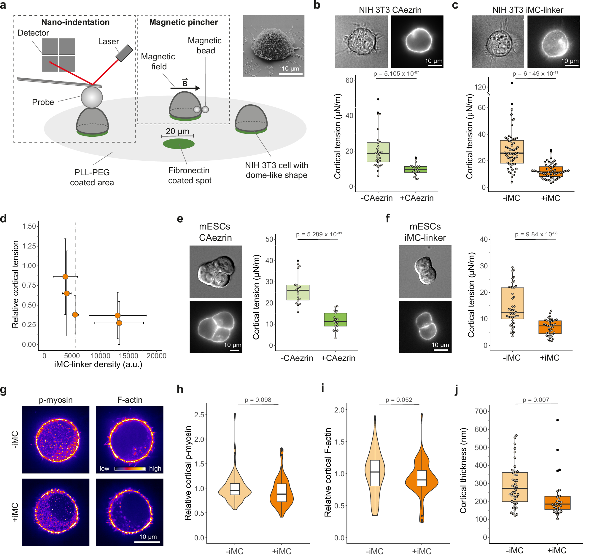 The membrane-to-cortex distance regulates mDia1 activity to control cortical mechanics